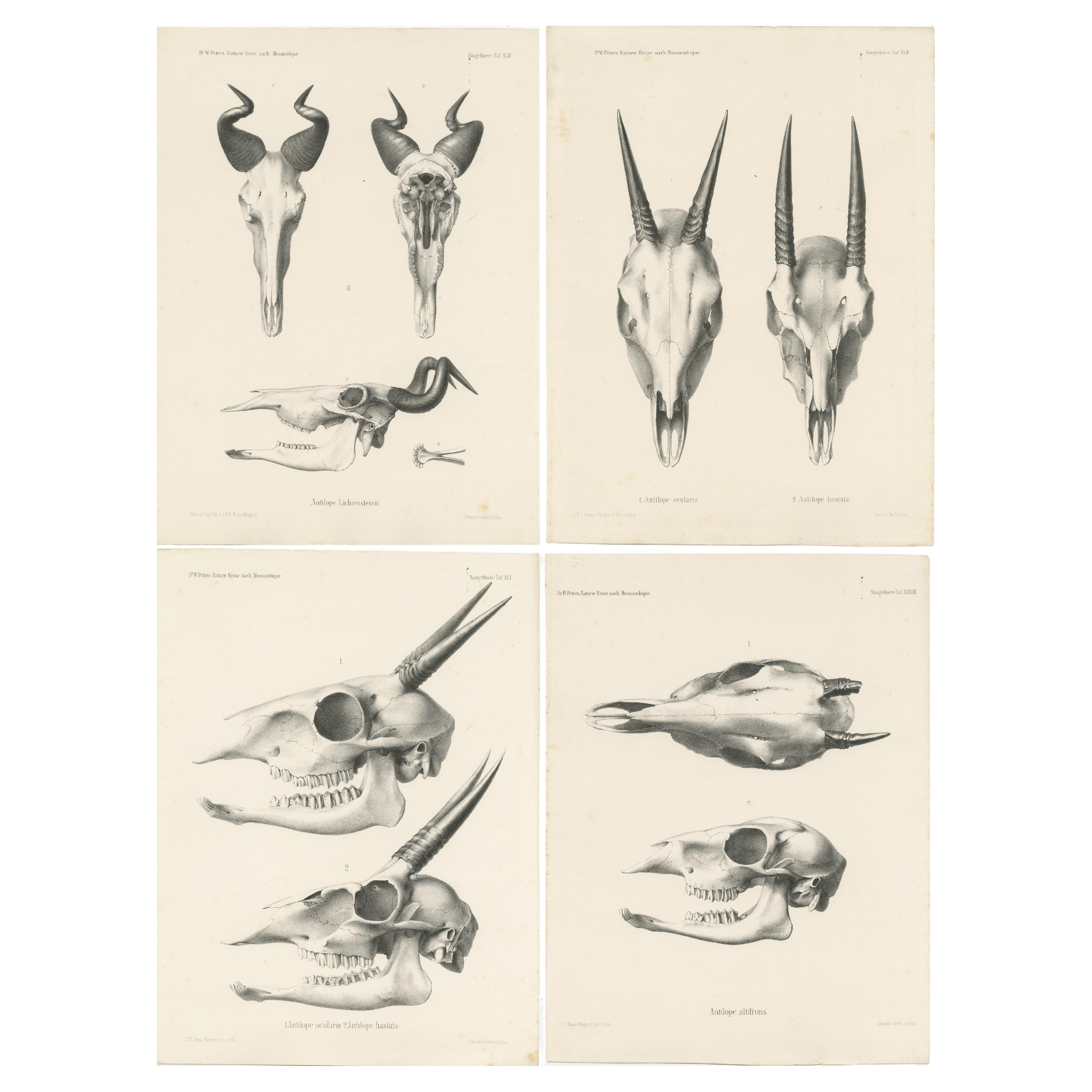 Set of 4 Antique Prints of Antelope Skulls For Sale