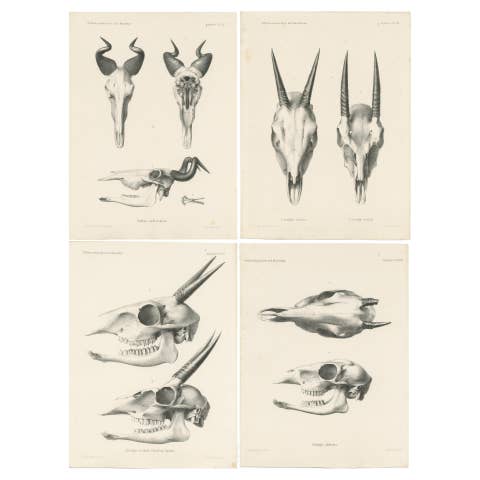 Set of 4 Antique Prints of Antelope Skulls