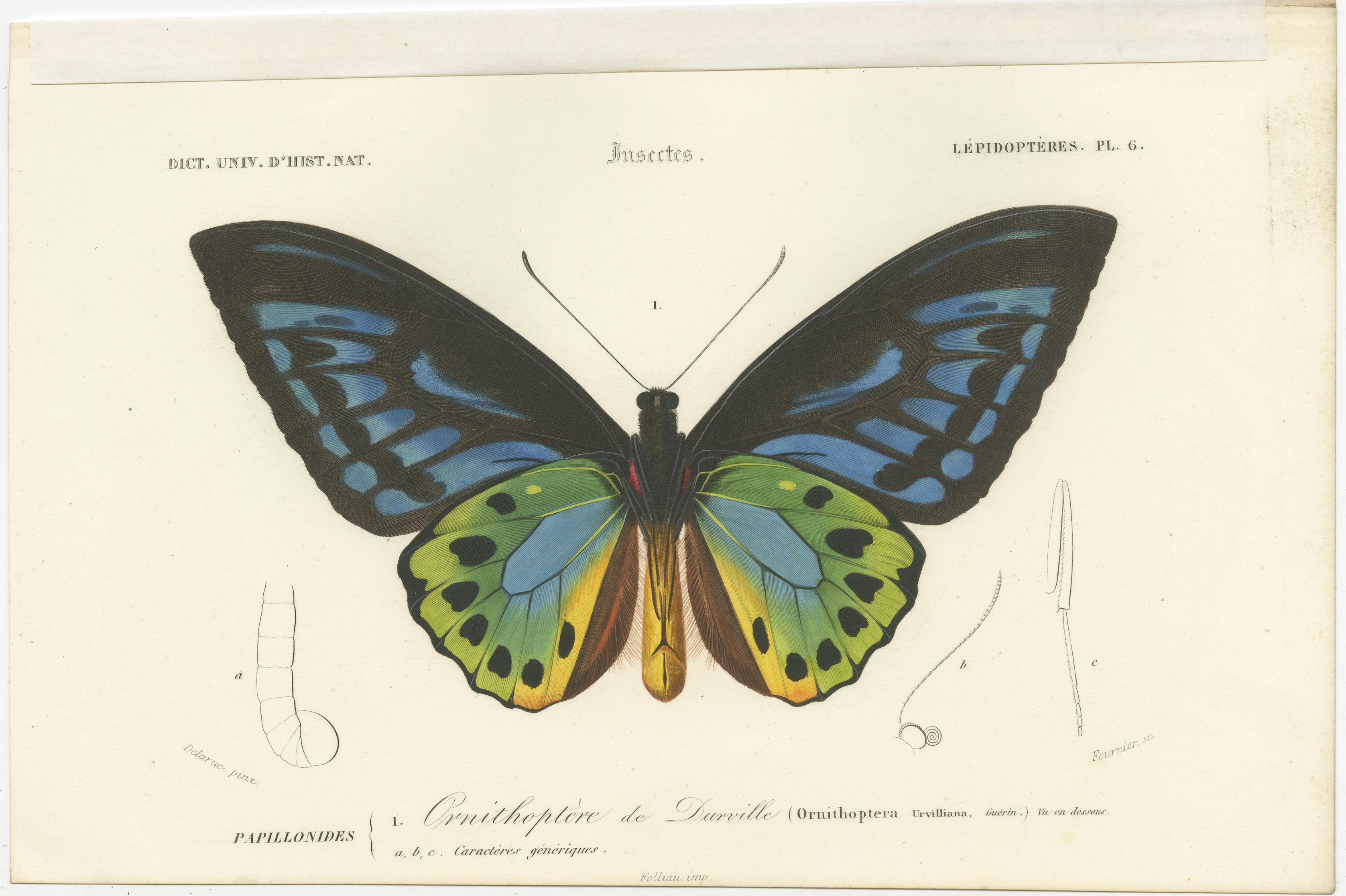 Set of 4 original antique prints of butterflies and moths. These prints originate from 'Dictionnaire universel d'Histoire Naturelle' by d'Orbigny. Published 1861. 

Charles Henry Dessalines d'Orbigny was a French botanist and geologist