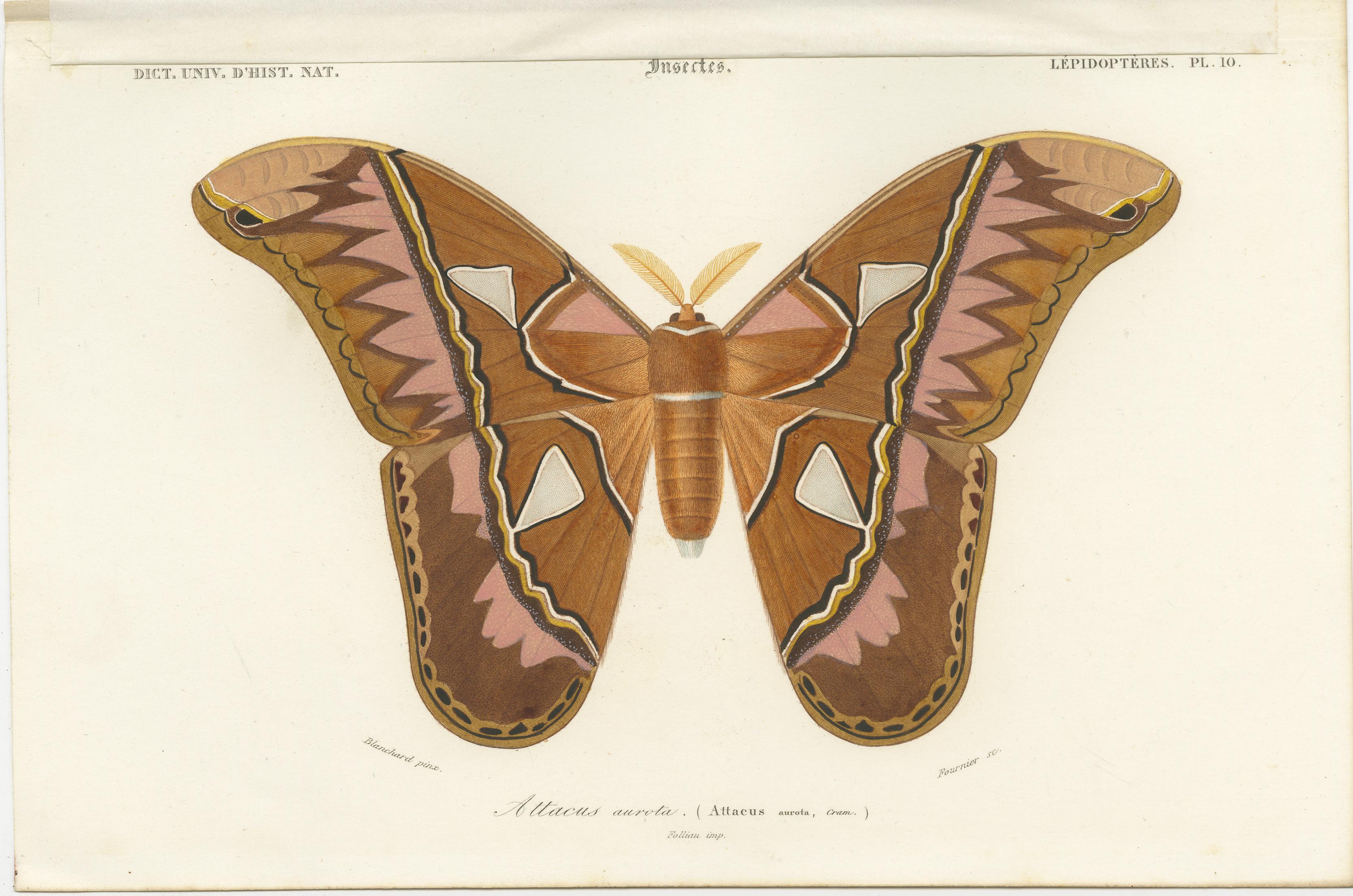 vintage moth