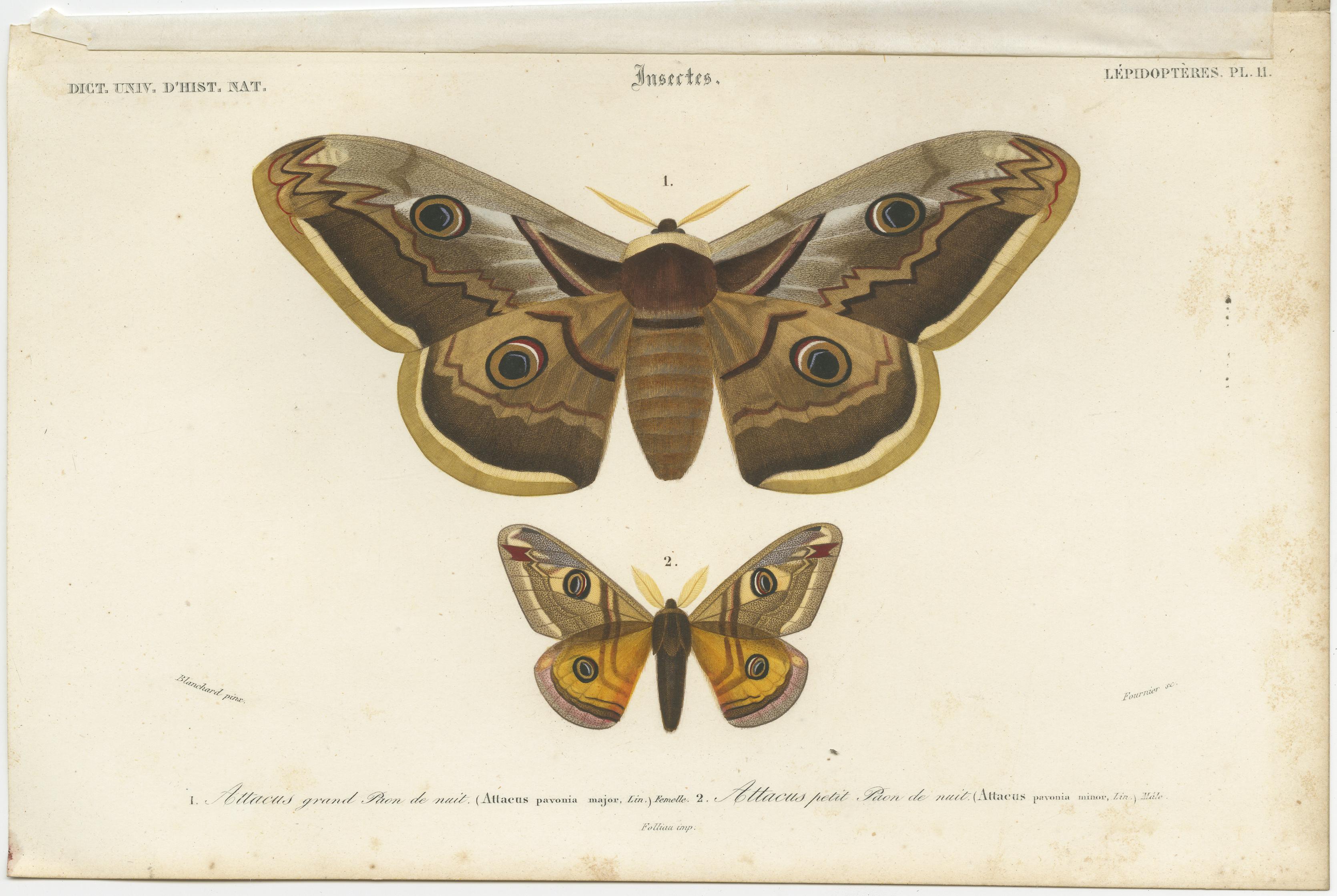 moth prints