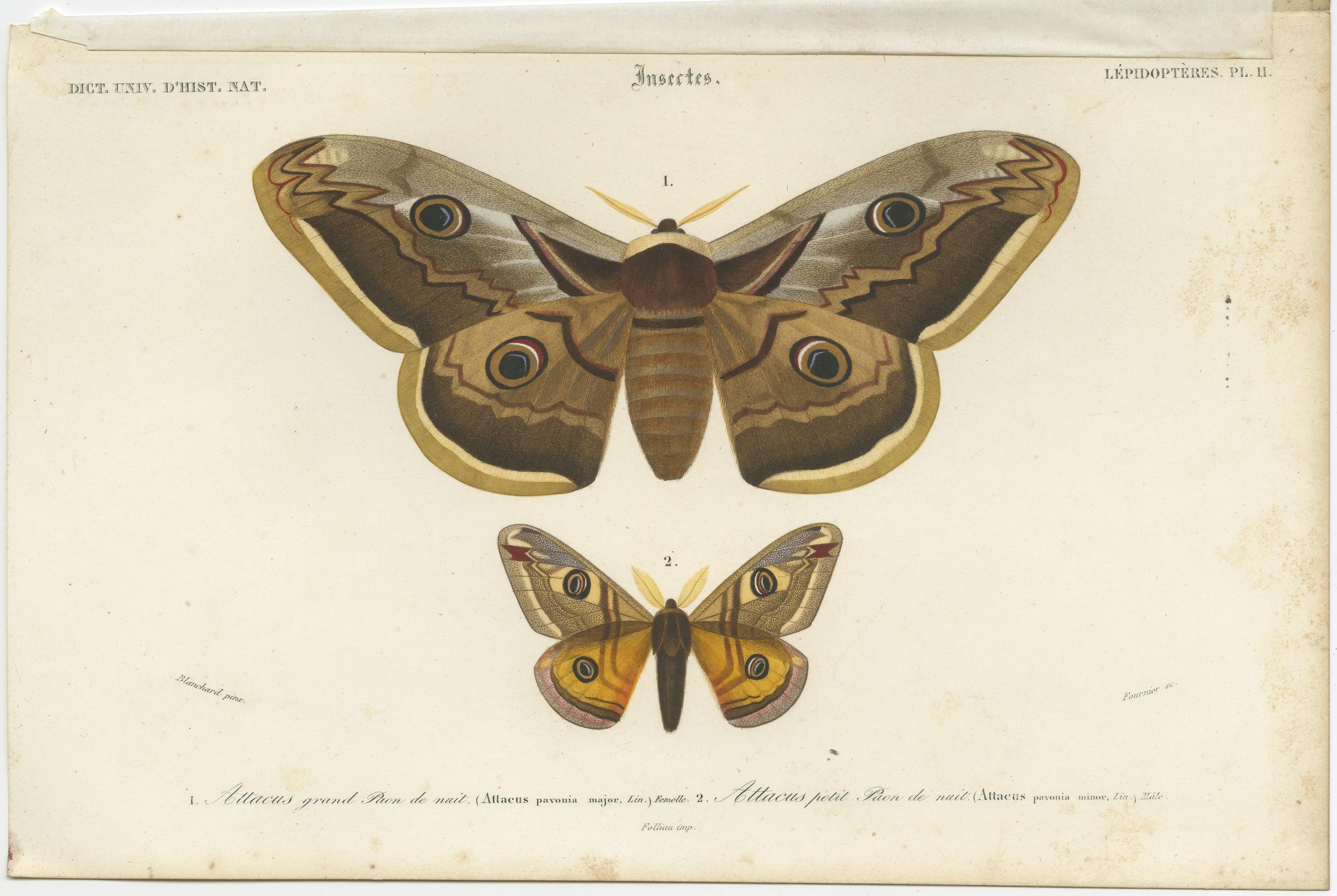 XIXe siècle Ensemble de 4 estampes anciennes de papillons et de motifs en vente