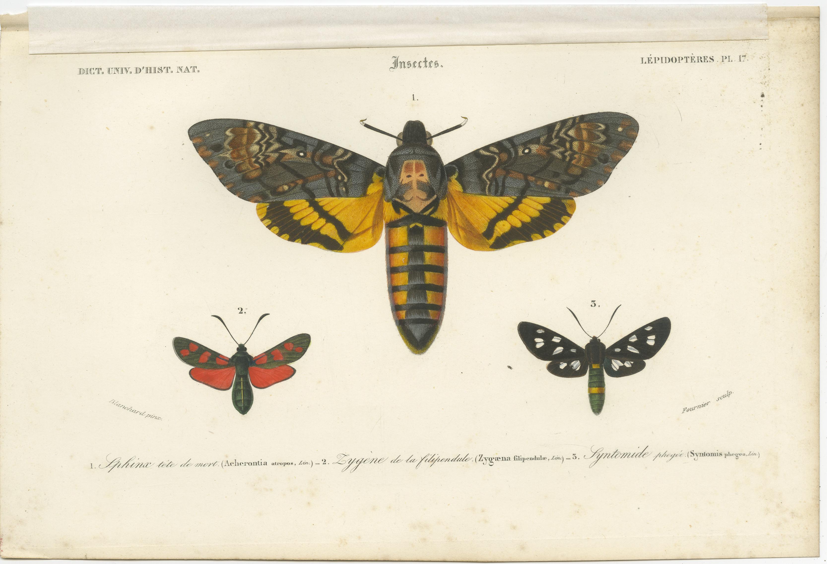 Set of 4 Antique Prints of Butterflies and Moths In Good Condition For Sale In Langweer, NL