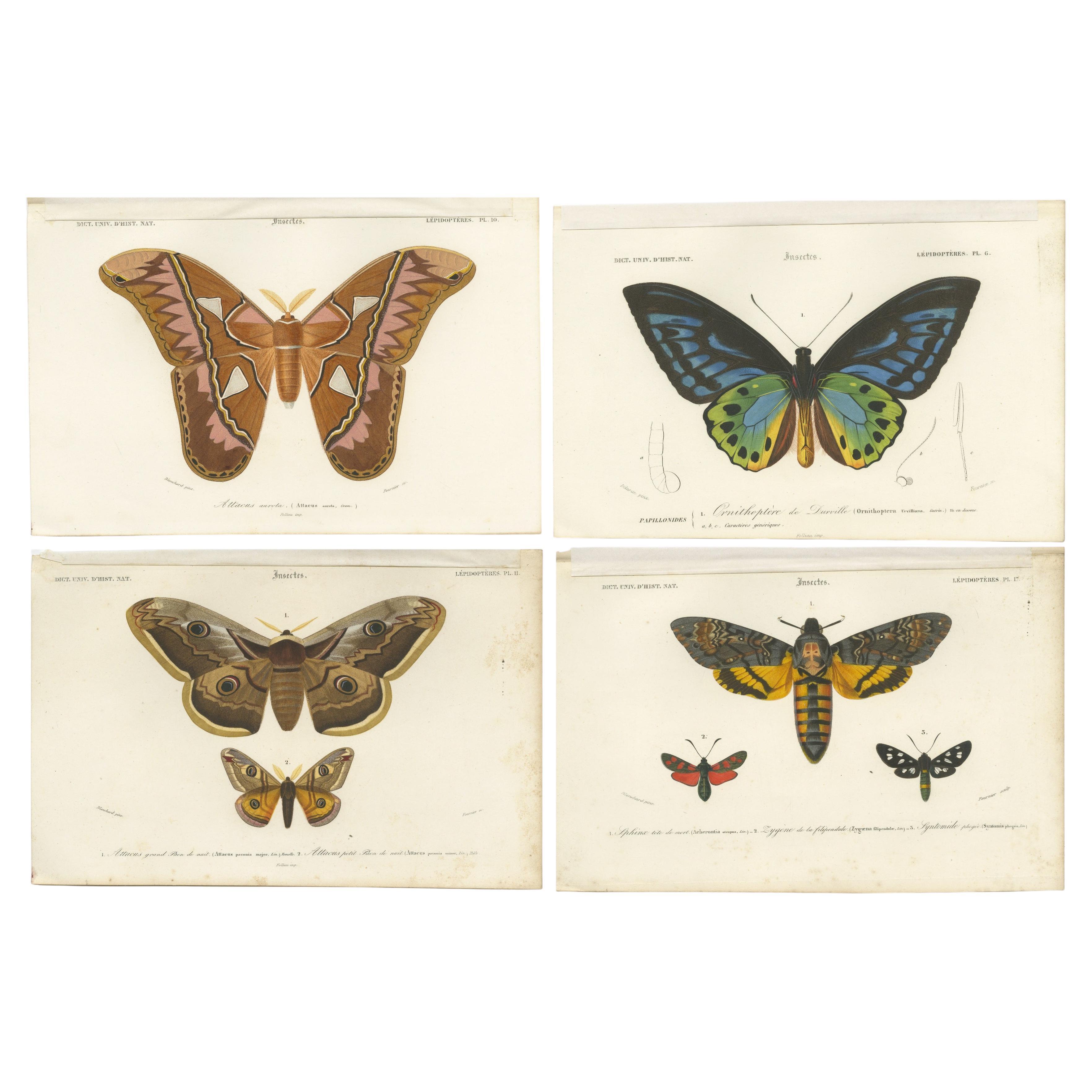 Set von 4 antiken Drucken von Schmetterlingen und Moths