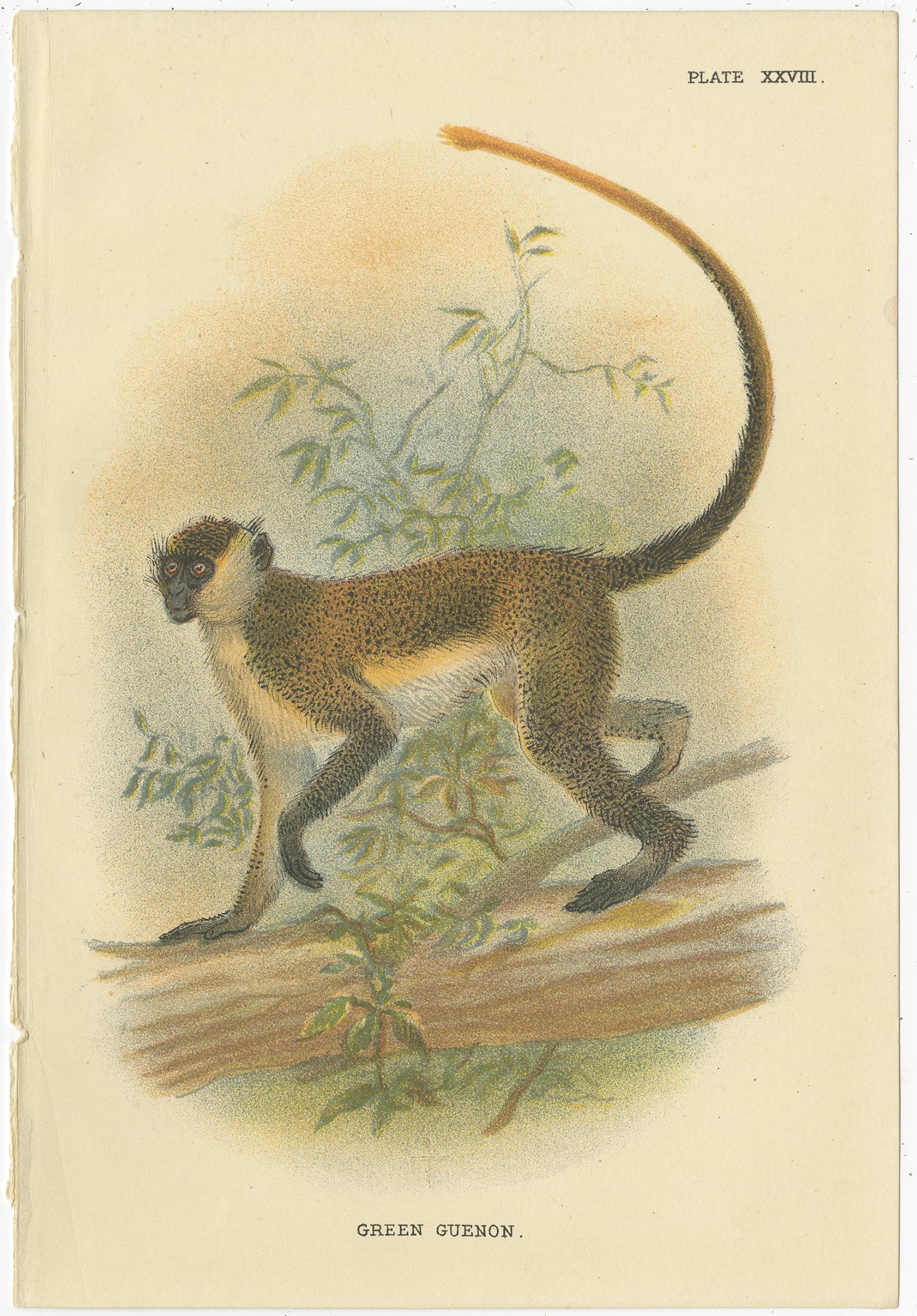 Set of four antique prints titled 'De Brazza's Guenon - Green Guenon - Erxleben's Guenon - Boutourlini's Guenon'. Chromolithograph of guenon monkey species. These prints originate from 'Lloyds's Natural History (..)', by Edward Lloyd, published