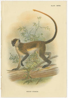 Set of 4 Antique Prints of Guenon Monkey Species by Lloyd, 'circa 1894'