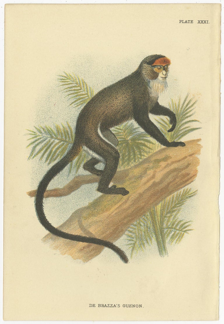 old world monkeys white tailed guereza primate from Lloyd\u2019s Natural History 1897 MONKEY ANTIQUE LITHOGRAPH original antique print c