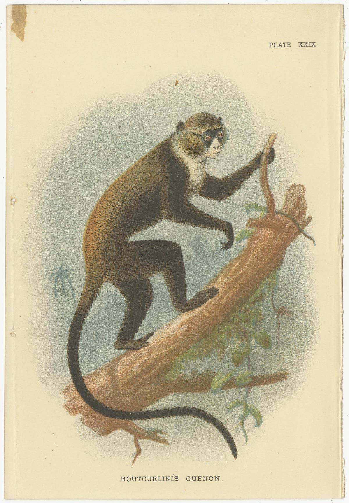 Set of 4 Antique Prints of Guenon Monkey Species by Lloyd, 'circa 1894'