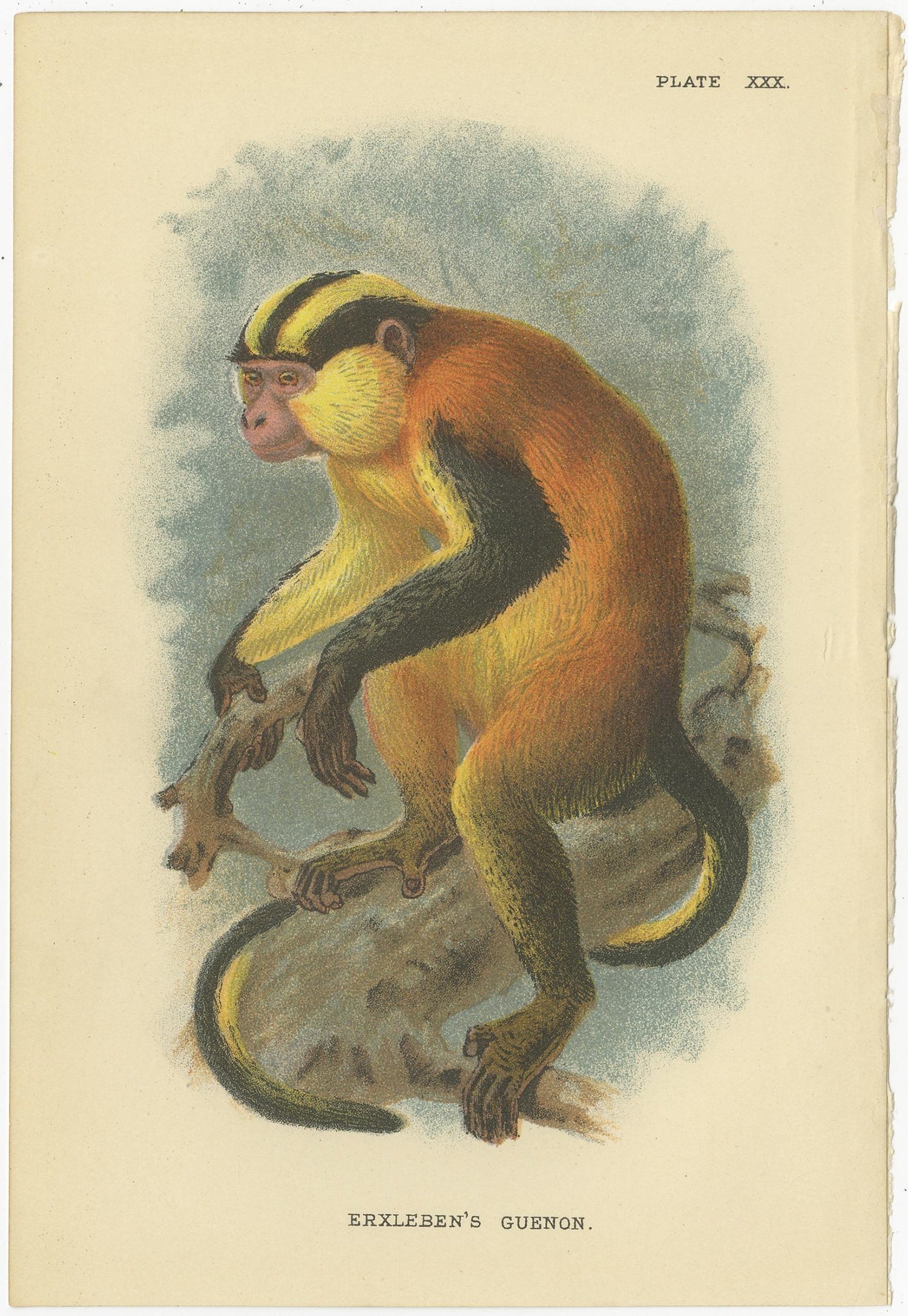 old world monkeys white tailed guereza primate from Lloyd\u2019s Natural History 1897 MONKEY ANTIQUE LITHOGRAPH original antique print c