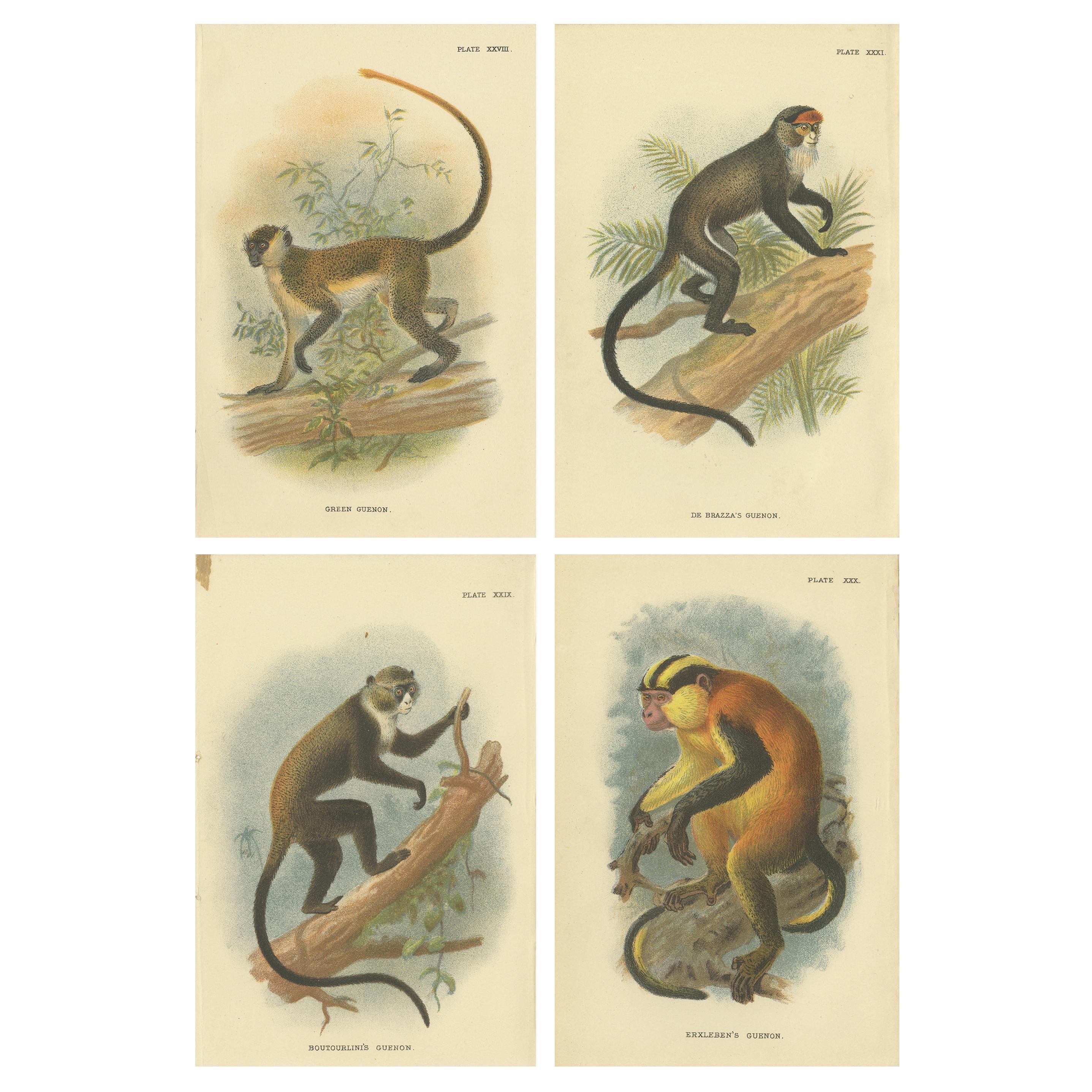 Satz von 4 antiken Drucken von Guenon-Affenexemplaren von Lloyd, um 1894