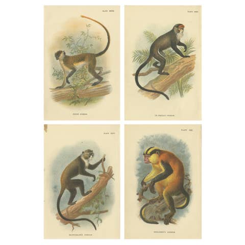 Set of 4 Antique Prints of Guenon Monkey Species by Lloyd, 'circa 1894'