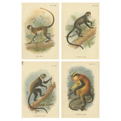 Set di 4 stampe antiche di specie di scimmie Guenon di Lloyd, "circa 1894".