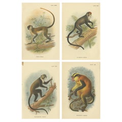 Set of 4 Antique Prints of Guenon Monkey Species by Lloyd, 'circa 1894'