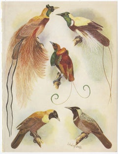 Set of 4 Antique Prints of the Birds of Paradise (1950)