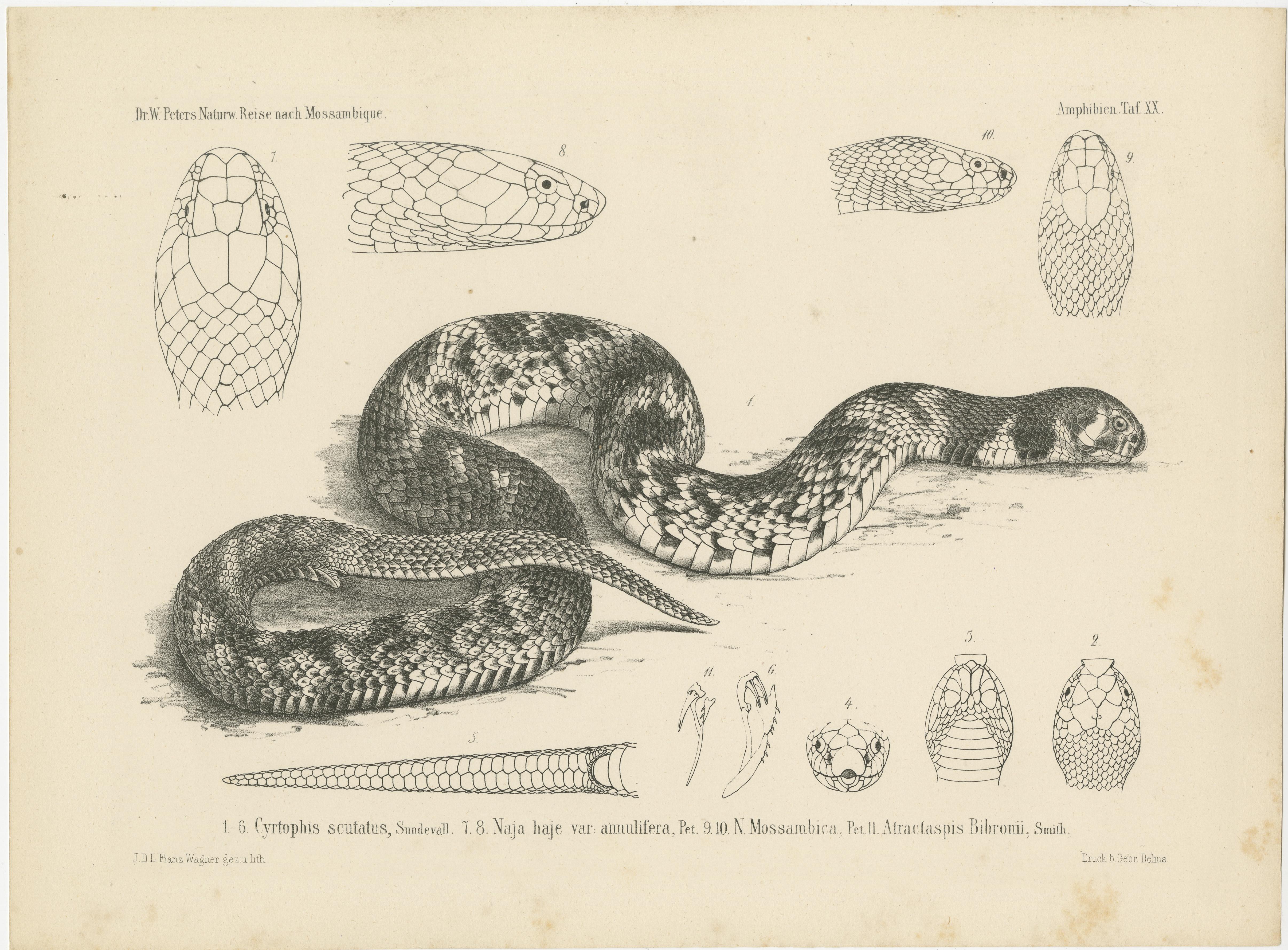 Set of four antique prints titled 'Cyrthopus scutatus, Vipera superciliaris, Calamaria variegata, Coronella olivacea (..)'. Original antique prints illustrating the lowland viper (or swamp viper) and other snakes. These prints originate from