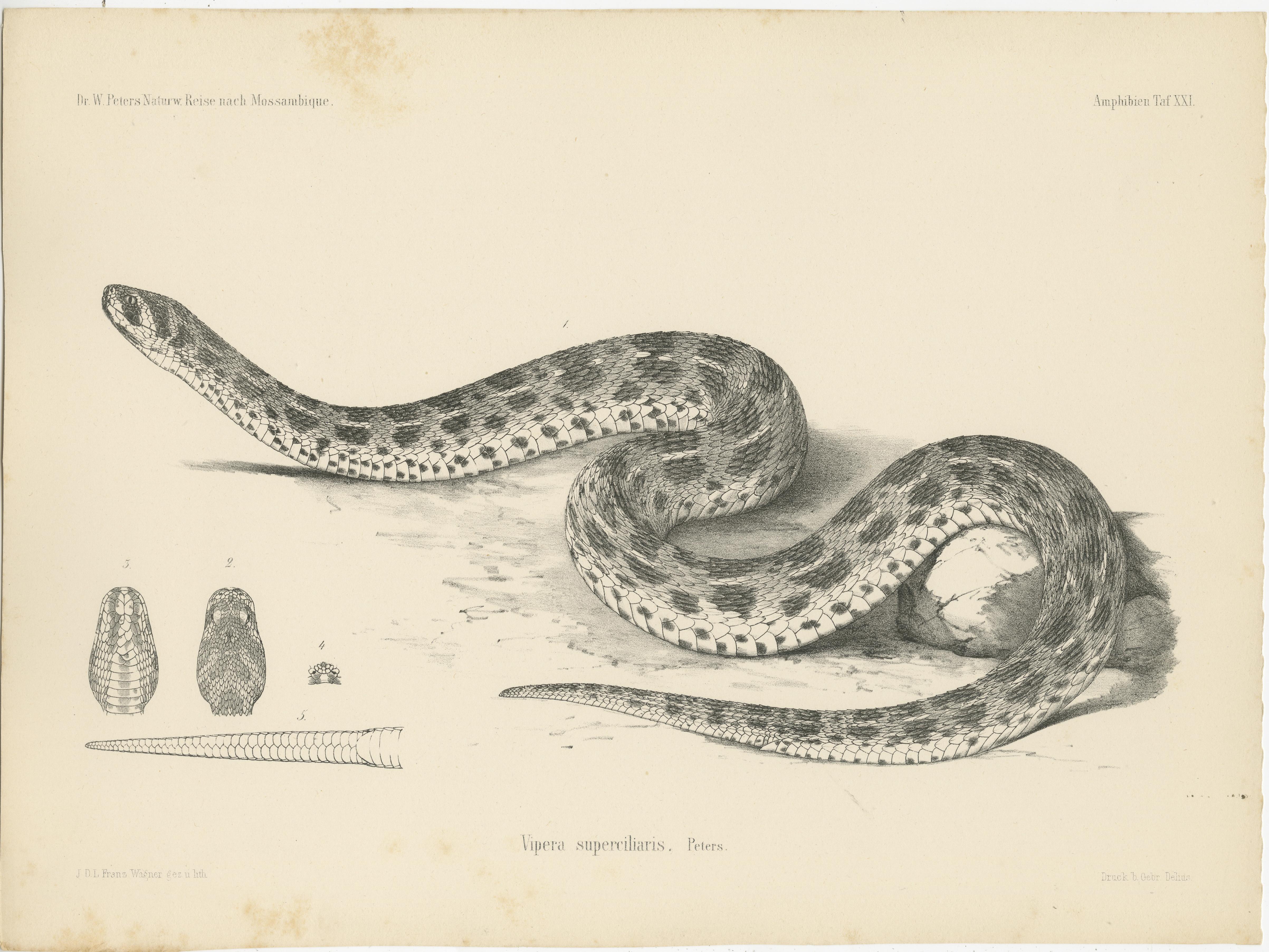Ensemble de 4 estampes anciennes du Viper du Lowland et d'autres serpents État moyen - En vente à Langweer, NL