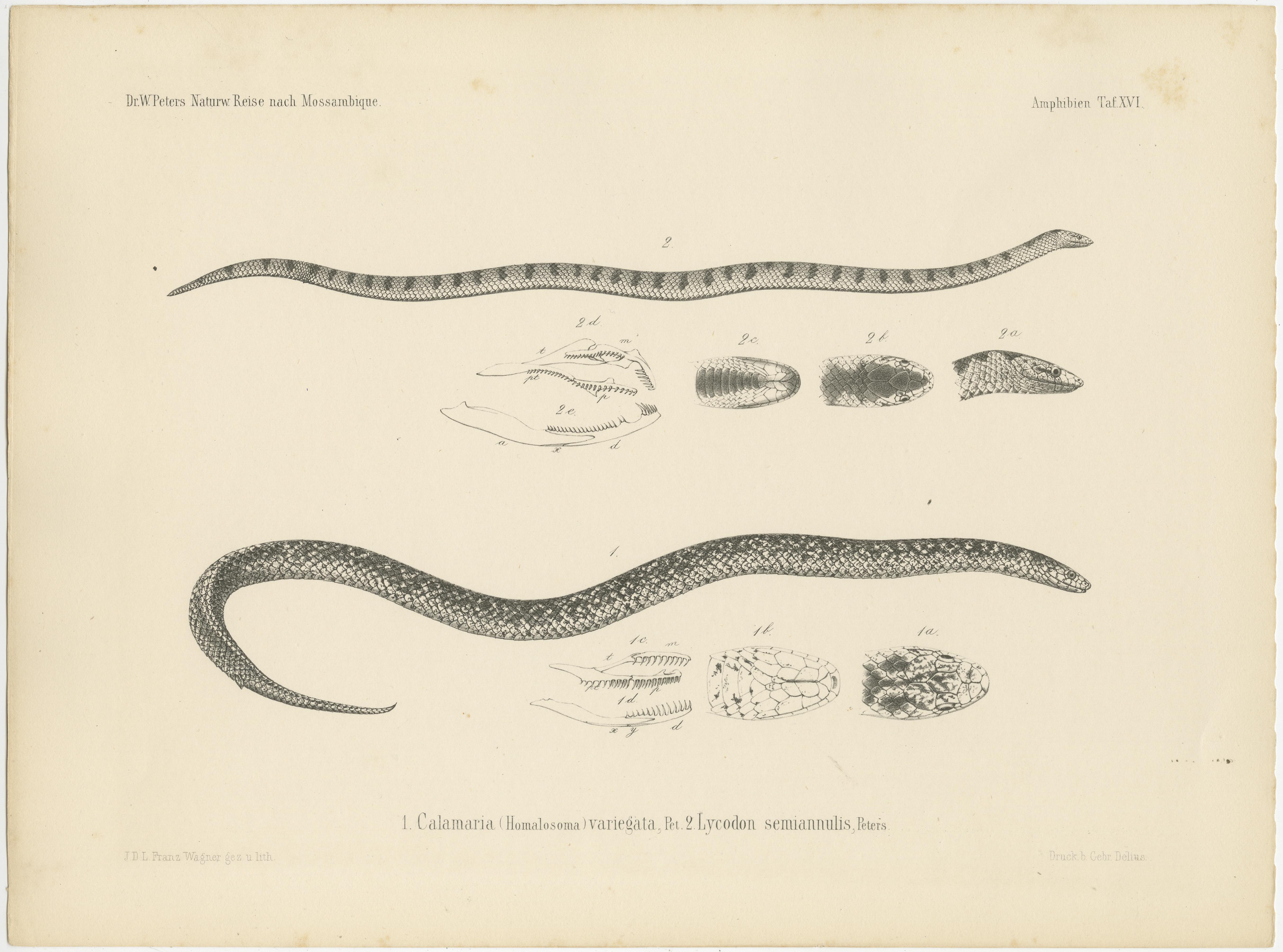 XIXe siècle Ensemble de 4 estampes anciennes du Viper du Lowland et d'autres serpents en vente