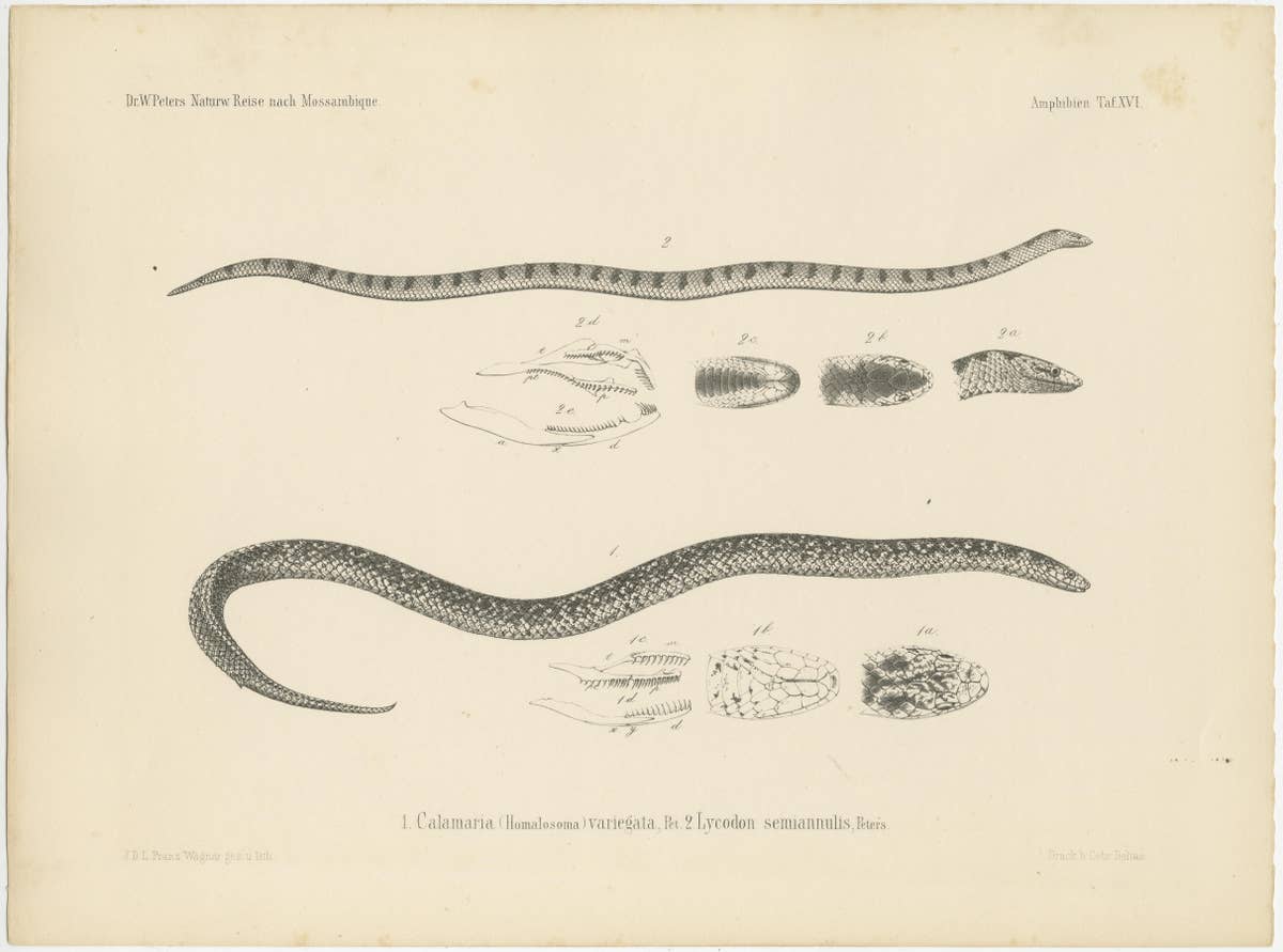 Set of 4 Antique Prints of the Lowland Viper and Other Snakes
