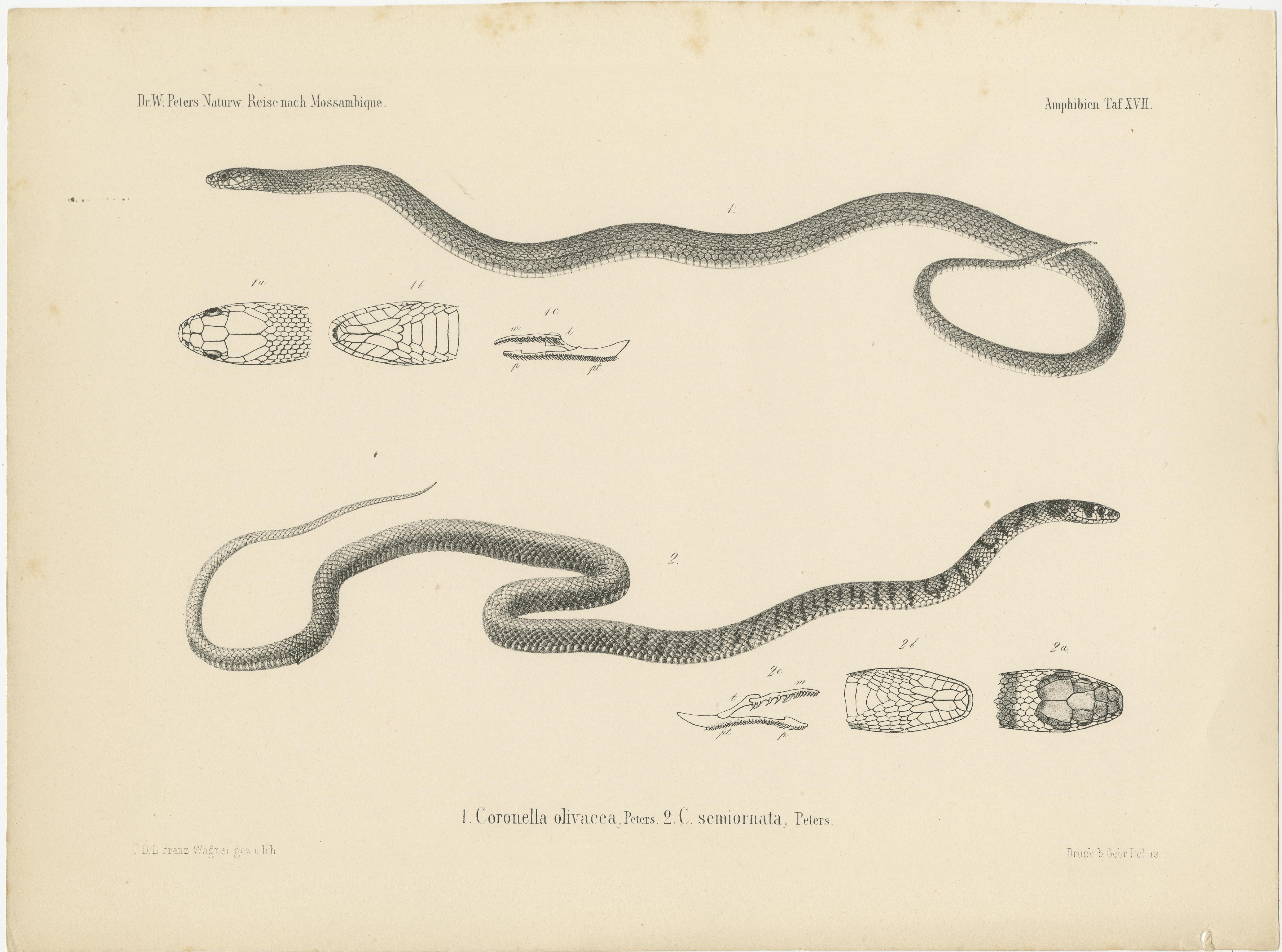 Papier Ensemble de 4 estampes anciennes du Viper du Lowland et d'autres serpents en vente