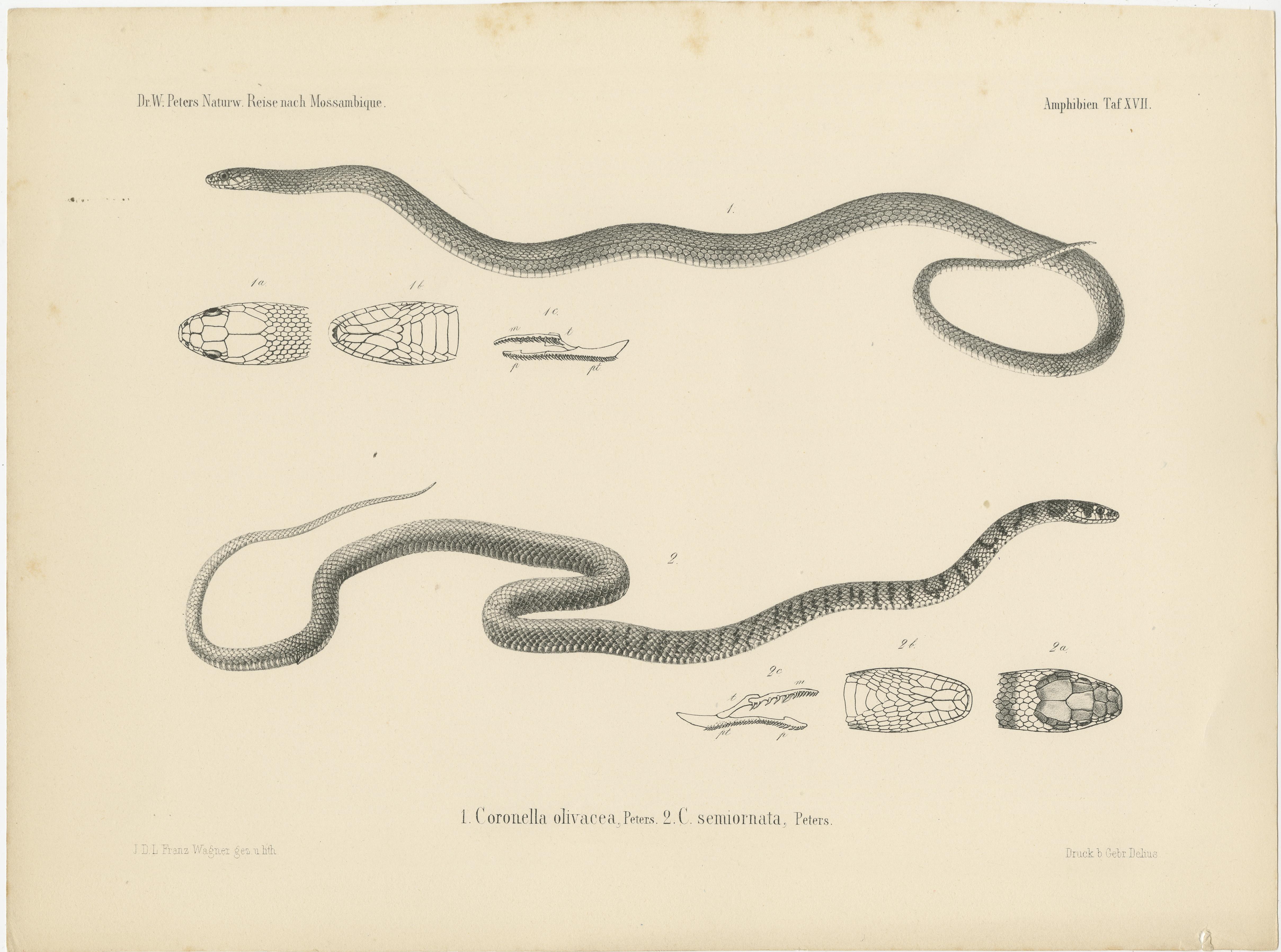 19th Century Set of 4 Antique Prints of the Lowland Viper and Other Snakes For Sale