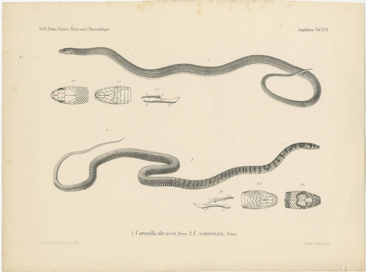 Set of 4 Antique Prints of the Lowland Viper and Other Snakes