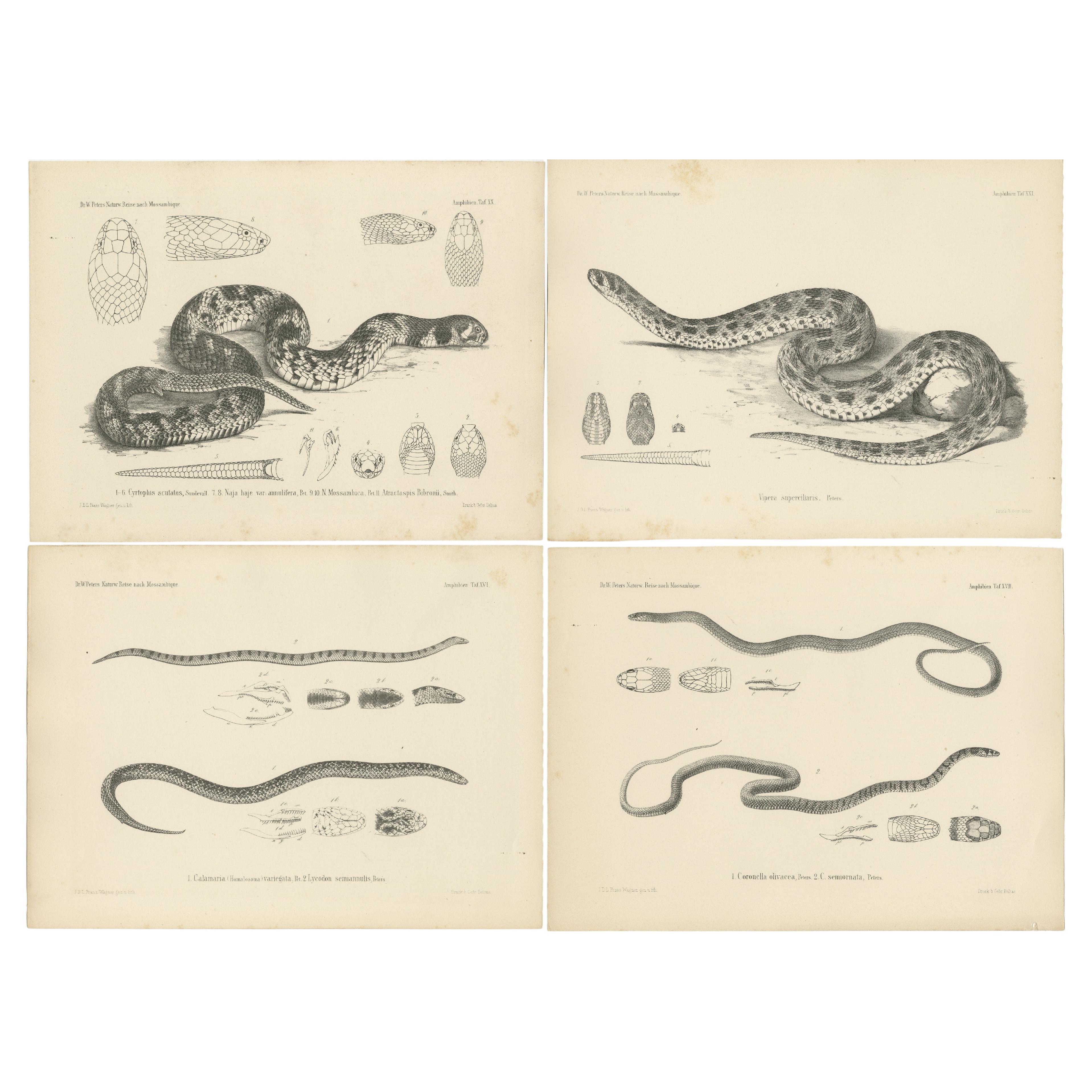 Set of 4 Antique Prints of the Lowland Viper and Other Snakes