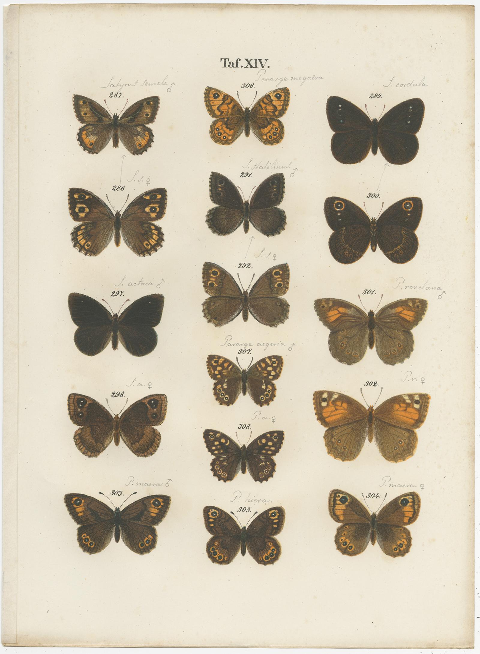 Set of four antique prints depicting various butterflies and moths. These prints originate from 'Die Schmetterlinge (..)' by Gustav Ramann. Published circa 1870.