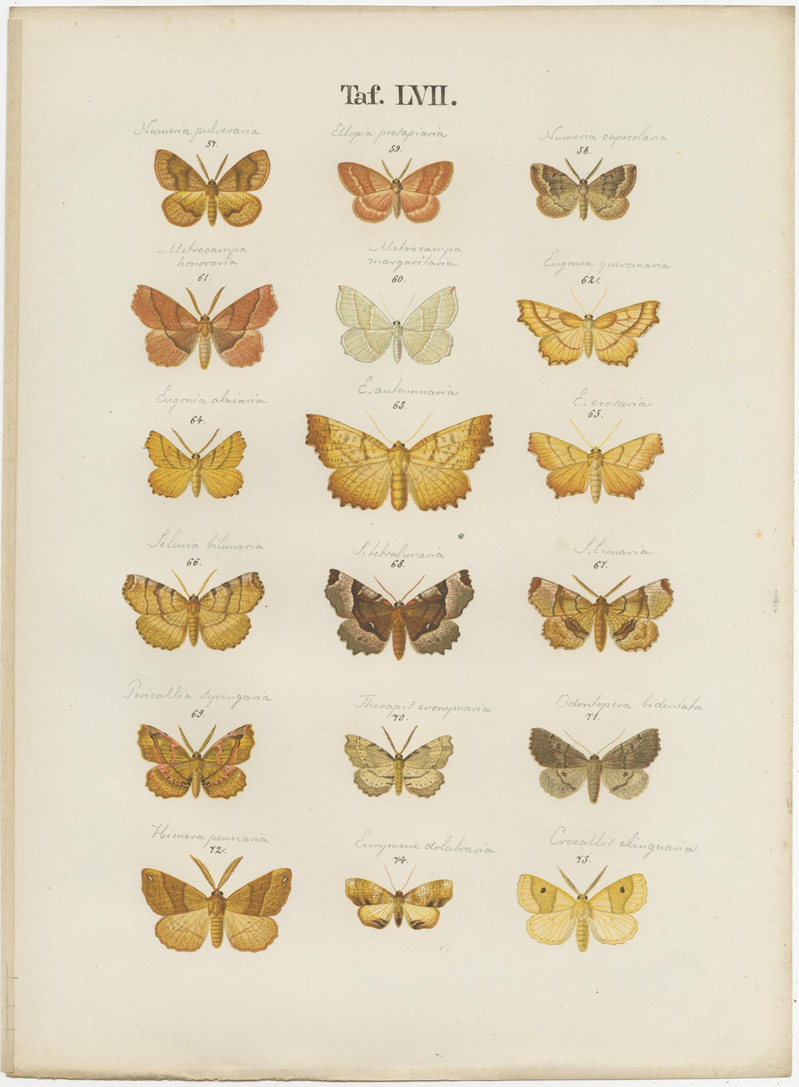 Set of four antique prints depicting various butterflies and moths. These prints originate from 'Die Schmetterlinge (..)' by Gustav Ramann. Published, circa 1870.