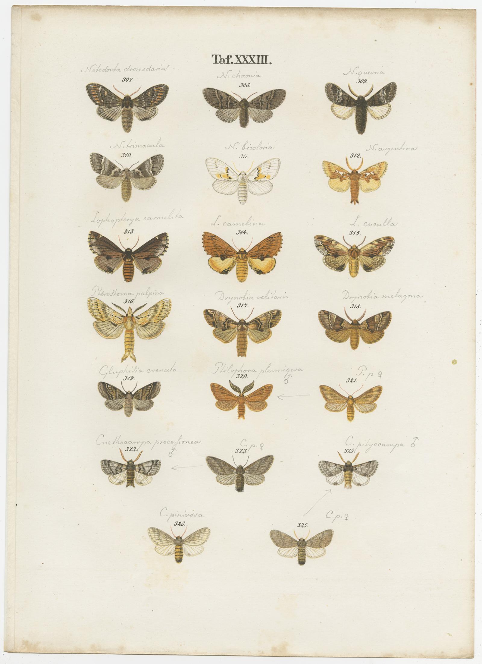 Set of 4 Antique Prints of Various Butterflies and Moths by Ramann 'circa 1870' In Fair Condition For Sale In Langweer, NL