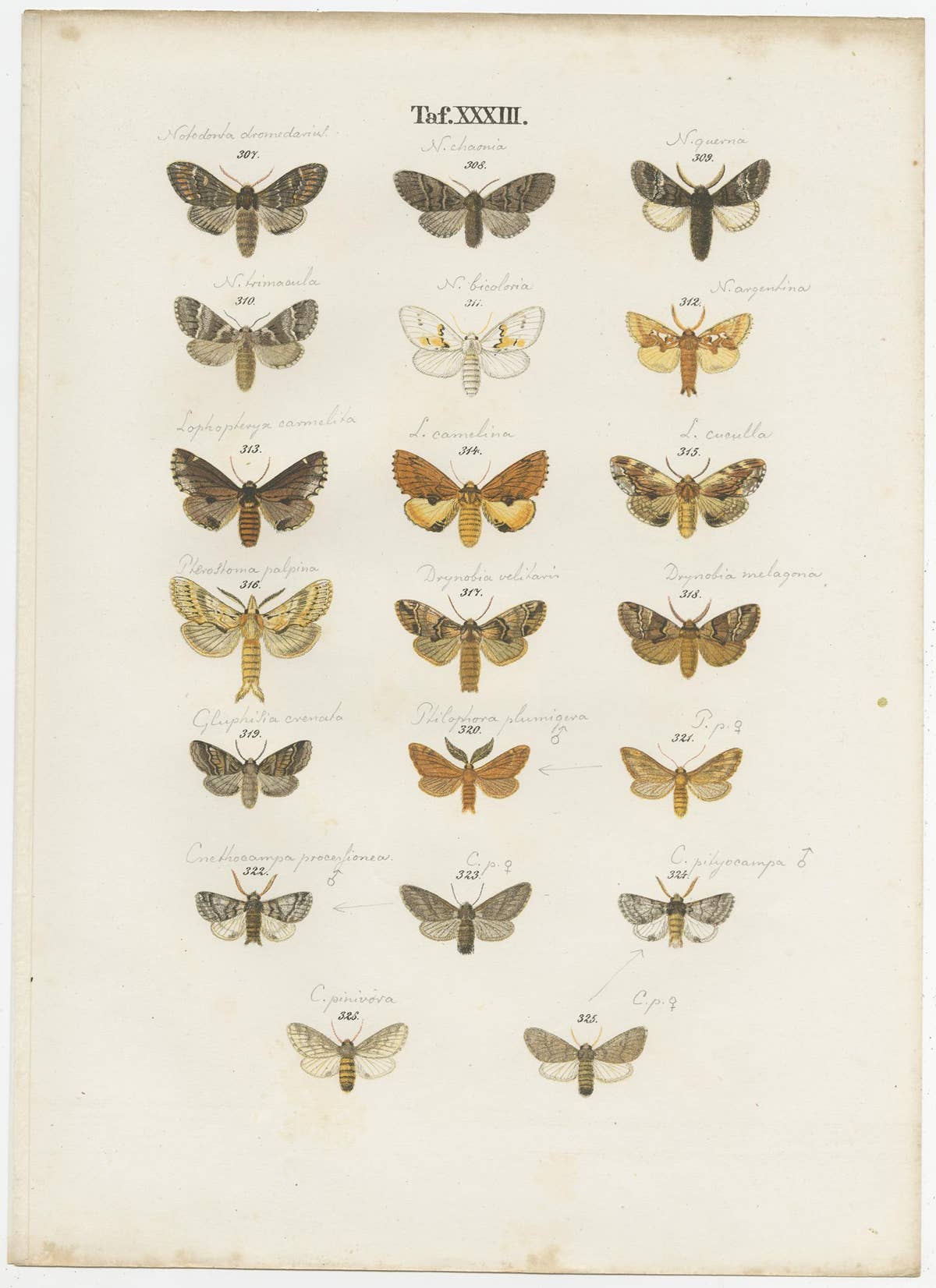 Set of 4 Antique Prints of Various Butterflies and Moths by Ramann, circa 1870