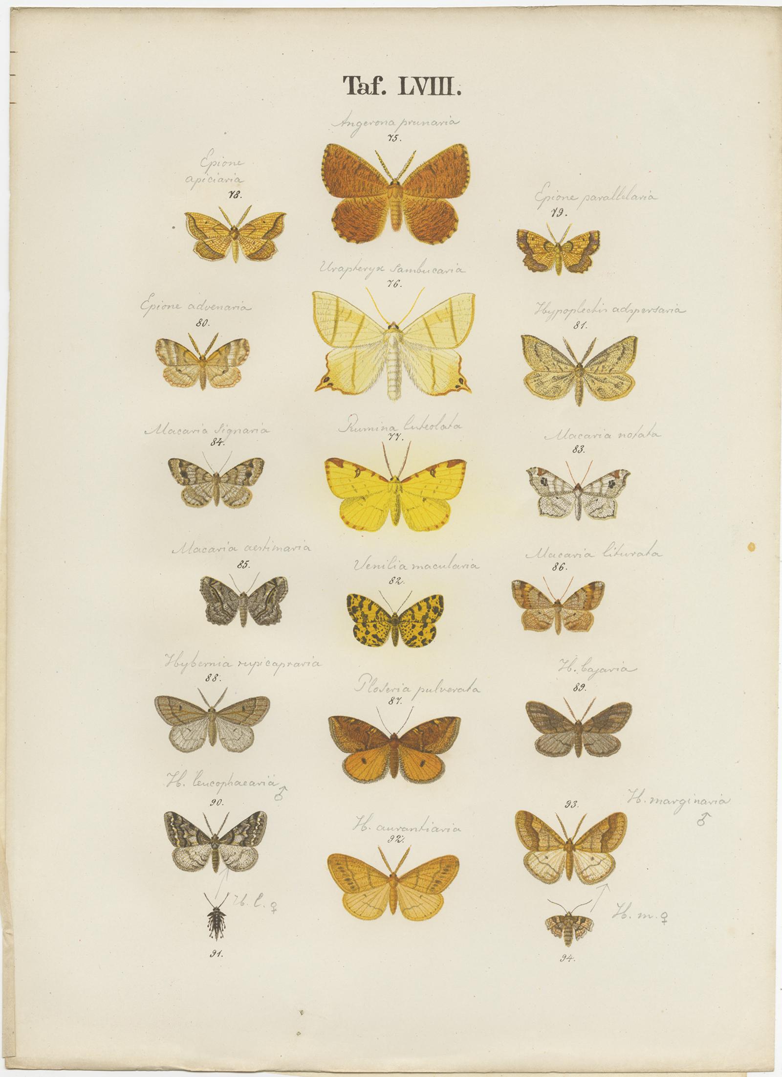 Set of 4 Antique Prints of Various Butterflies and Moths by Ramann, circa 1870 In Fair Condition For Sale In Langweer, NL