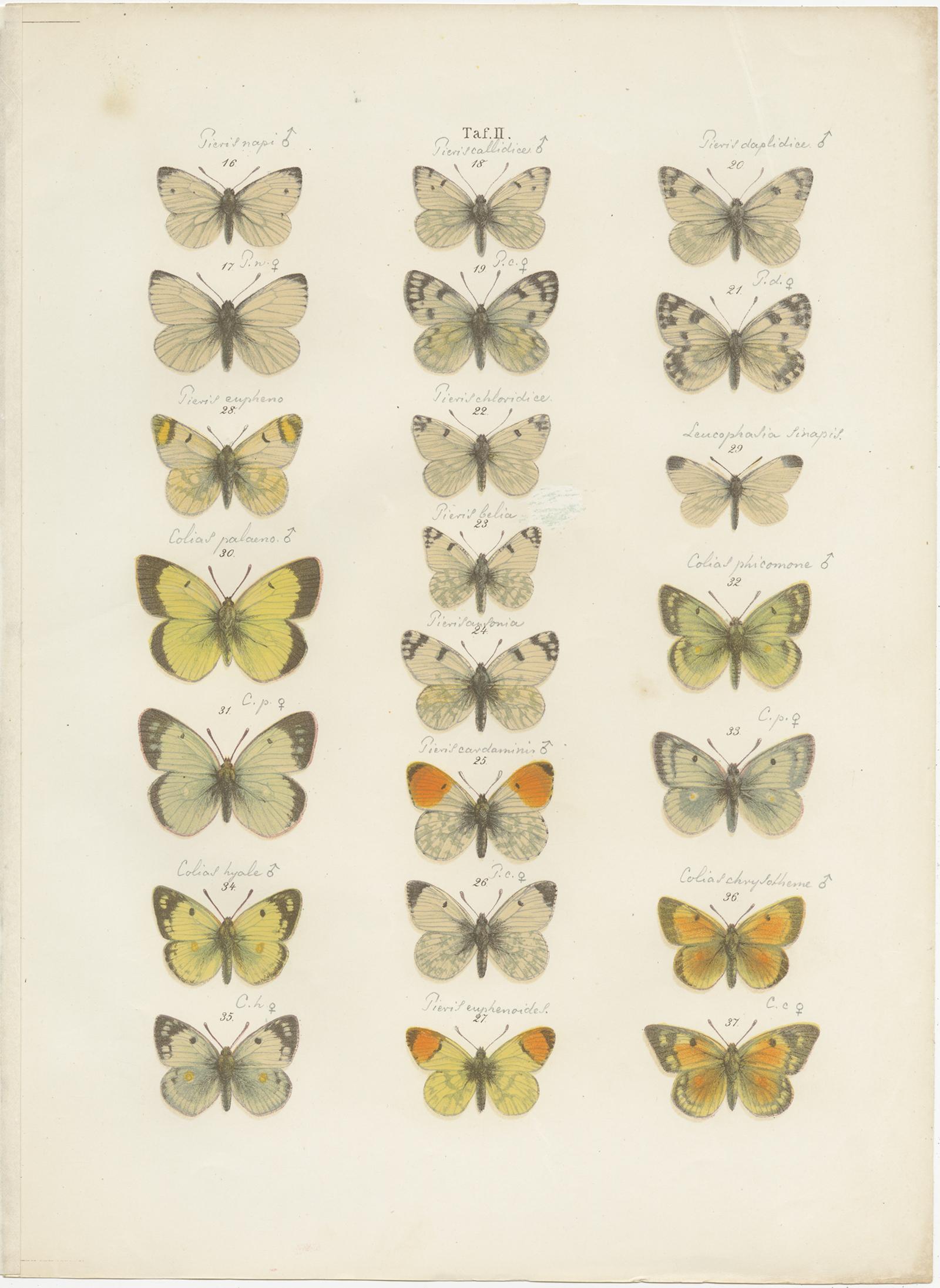 19th Century Set of 4 Antique Prints of Various Butterflies and Moths by Ramann 'circa 1870' For Sale