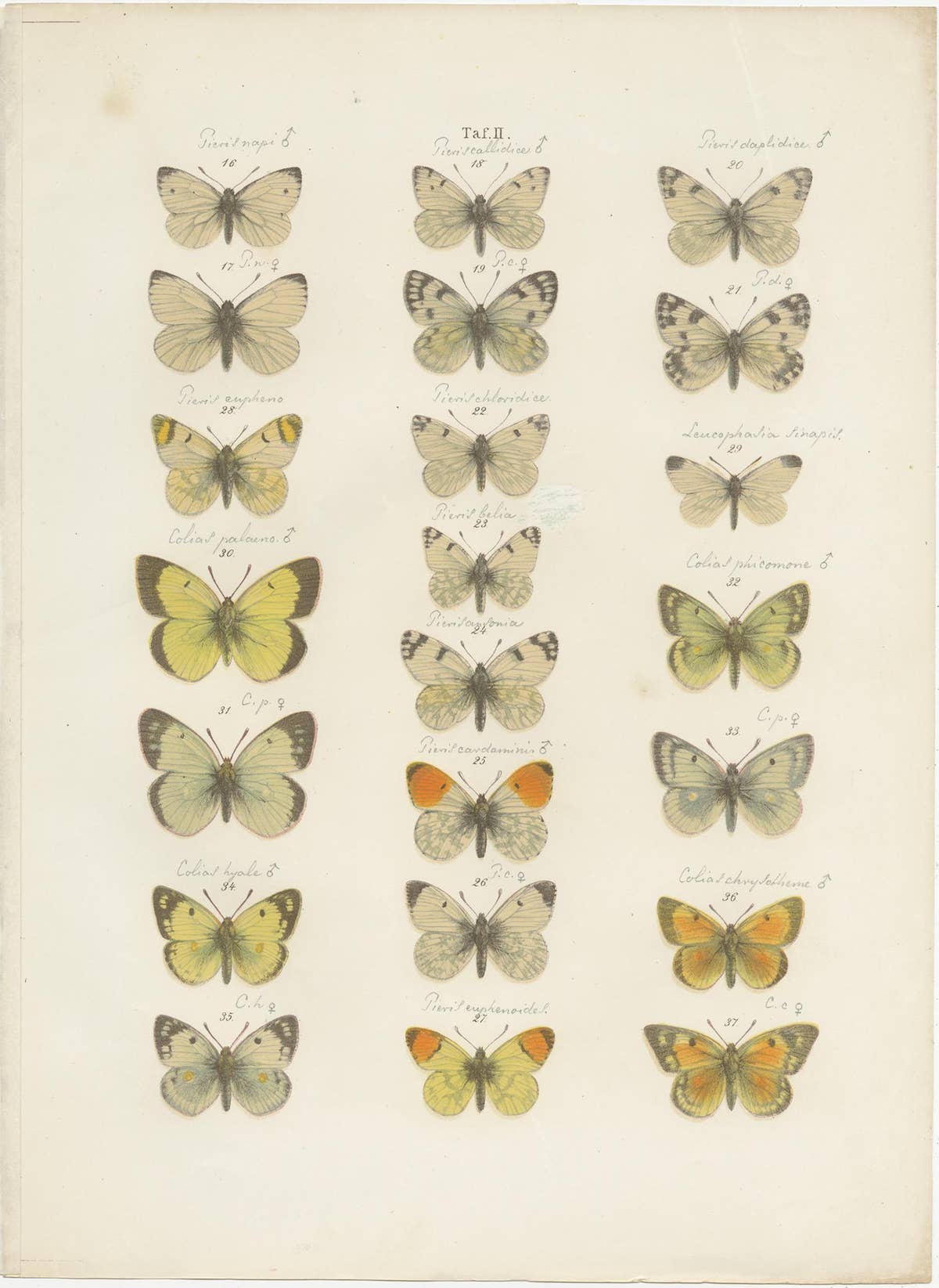 Set of 4 Antique Prints of Various Butterflies and Moths by Ramann, circa 1870