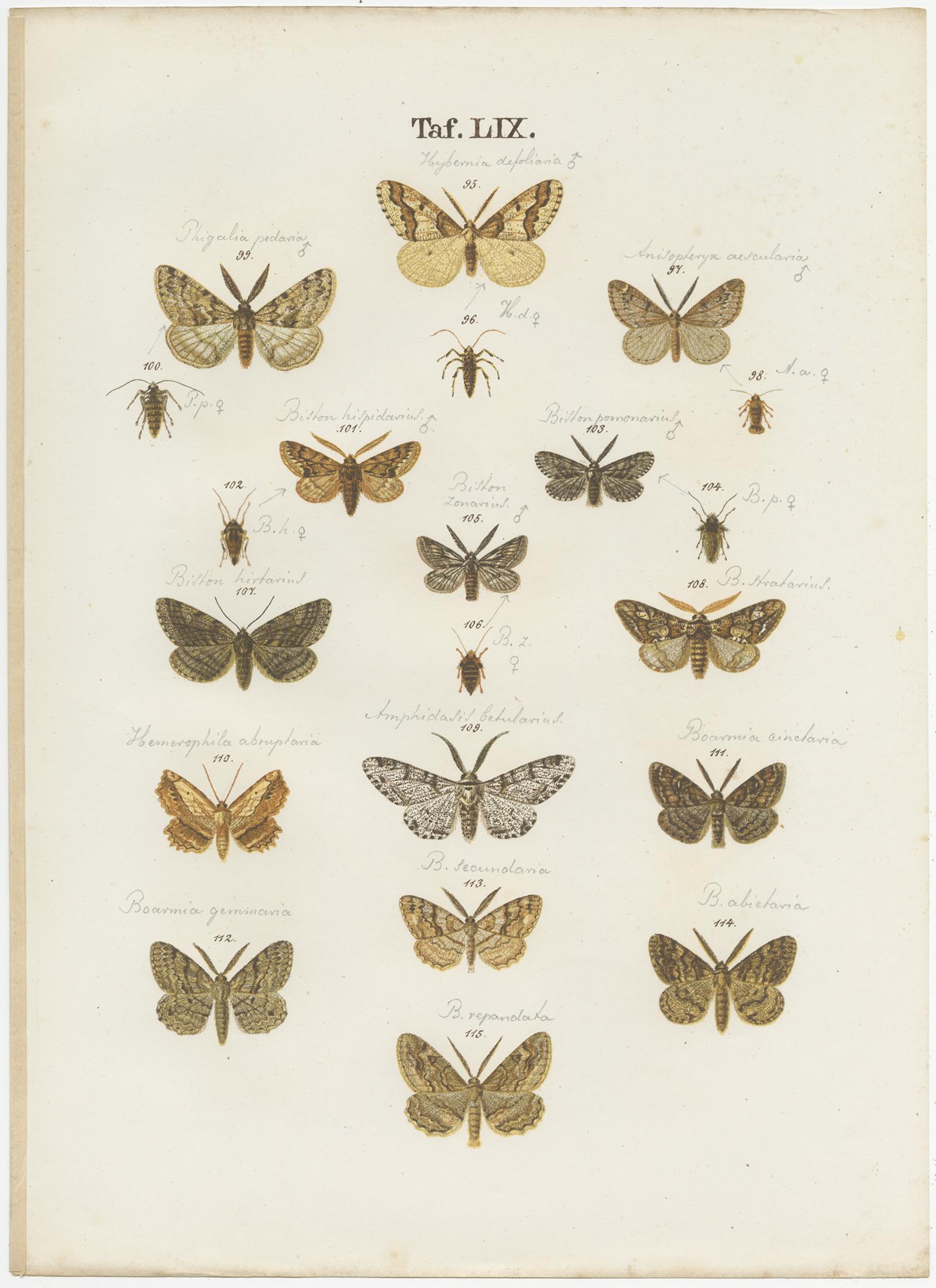 19th Century Set of 4 Antique Prints of Various Butterflies and Moths by Ramann, circa 1870 For Sale