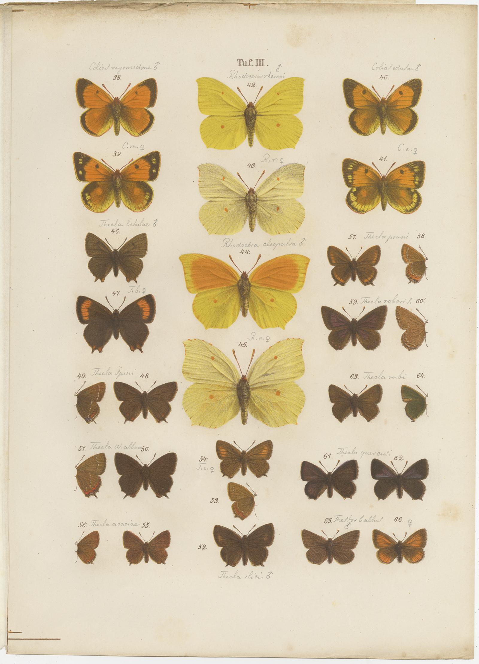 Paper Set of 4 Antique Prints of Various Butterflies and Moths by Ramann 'circa 1870' For Sale