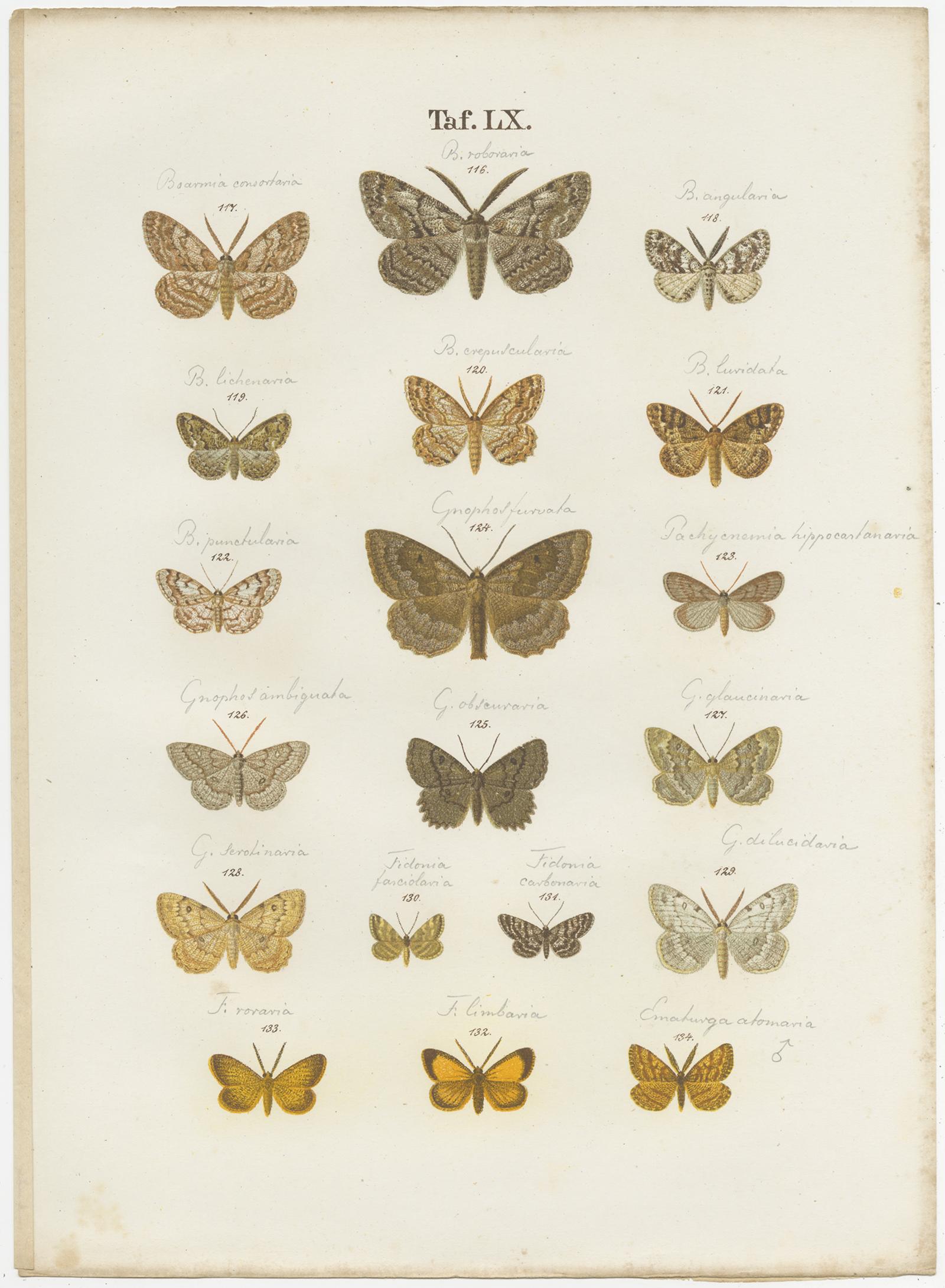 Paper Set of 4 Antique Prints of Various Butterflies and Moths by Ramann, circa 1870 For Sale