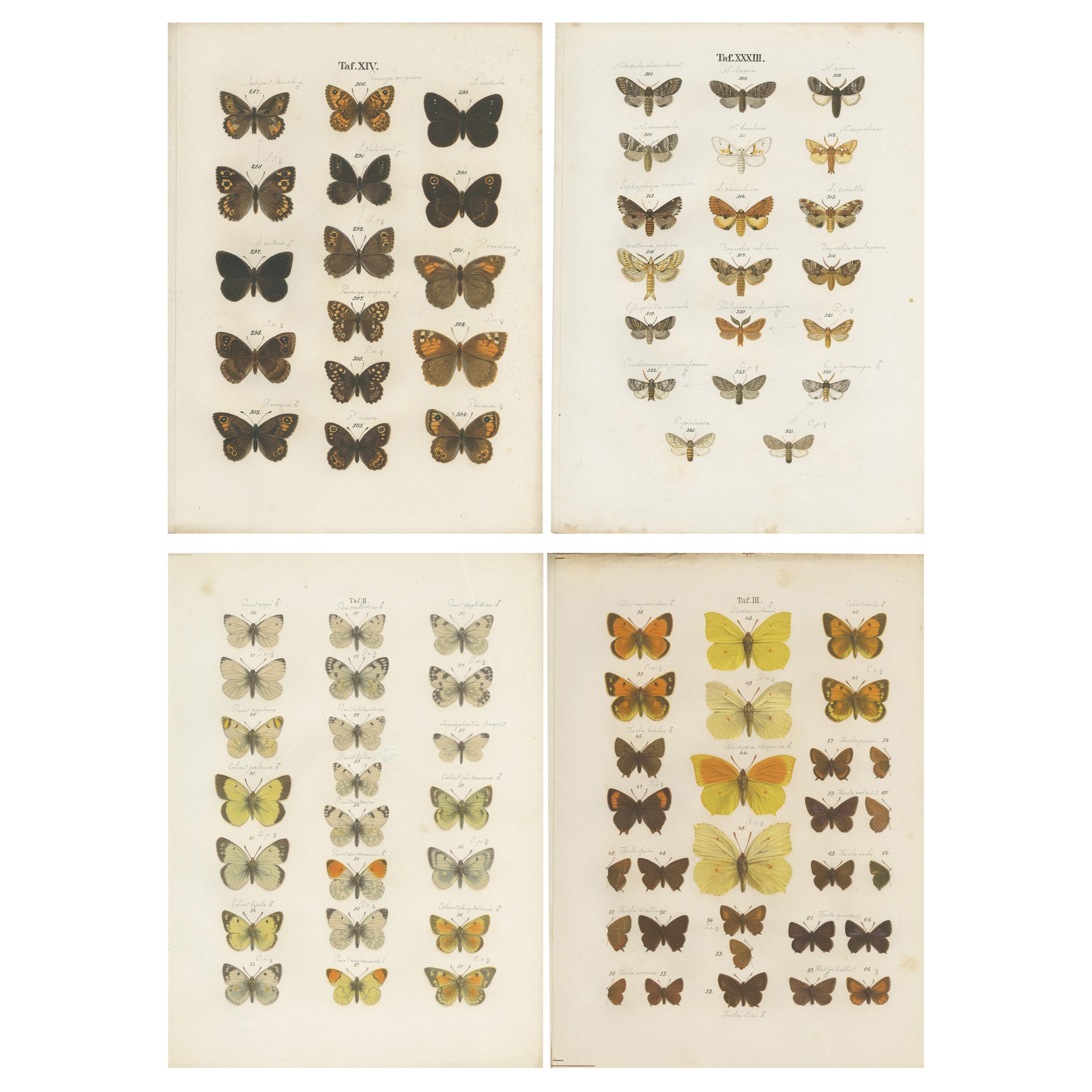 Set of 4 Antique Prints of Various Butterflies and Moths by Ramann 'circa 1870' For Sale