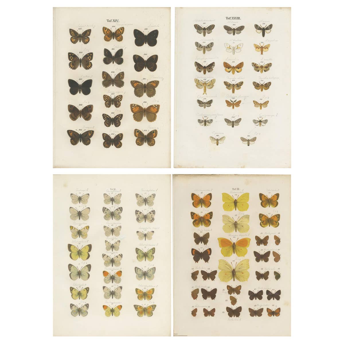 Set of 4 Antique Prints of Various Butterflies and Moths by Ramann, circa 1870