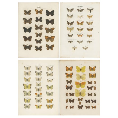Set of 4 Antique Prints of Various Butterflies and Moths by Ramann, circa 1870