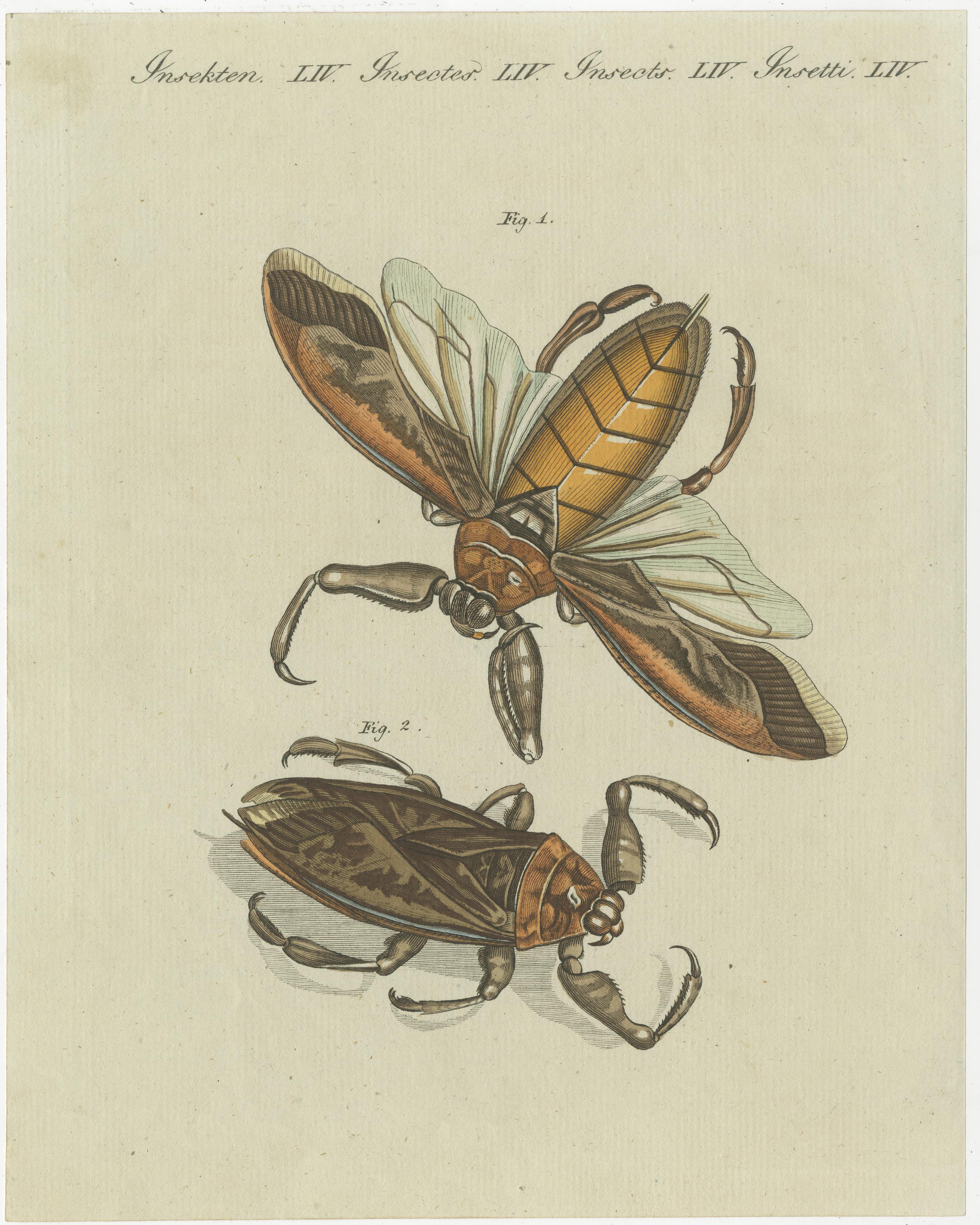 Set of four original antique prints of various insects including the grain weevil, human flea, human louse, the great water scorpion, Surinam water scorpion, harlequin beetle and the sabertooth longhorn beetle. These prints originate from