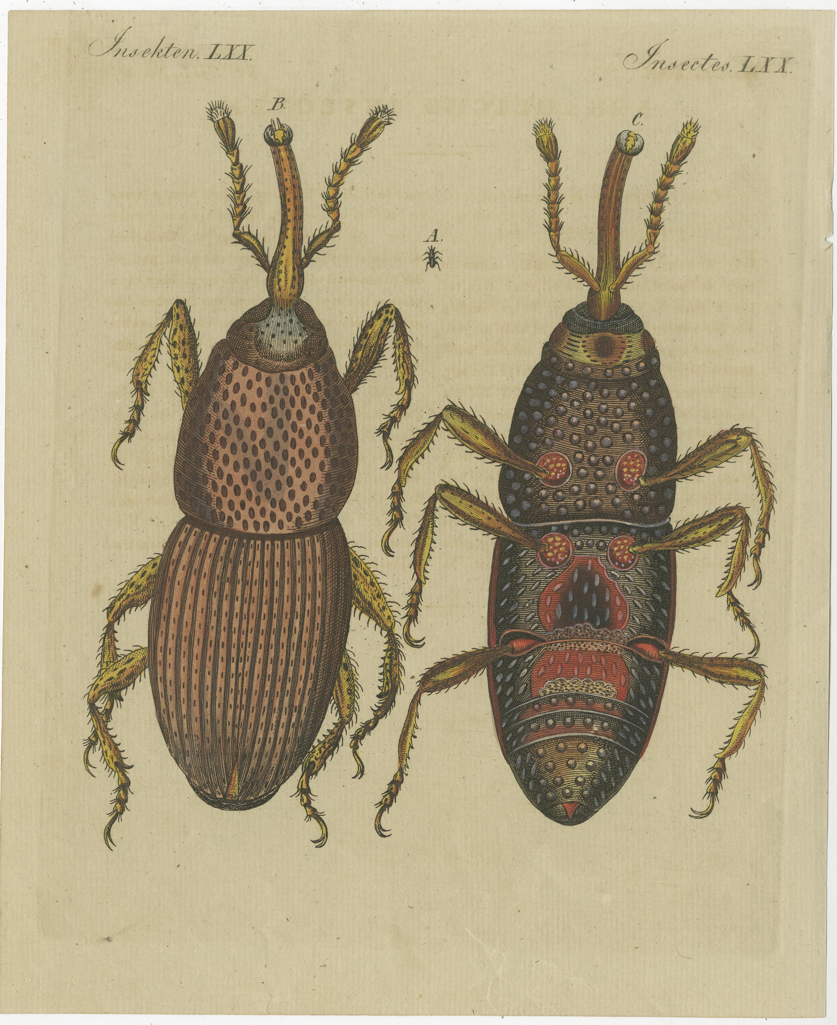 Paper Set of 4 Antique Prints of Various Insects Including the Human Flea and Others For Sale