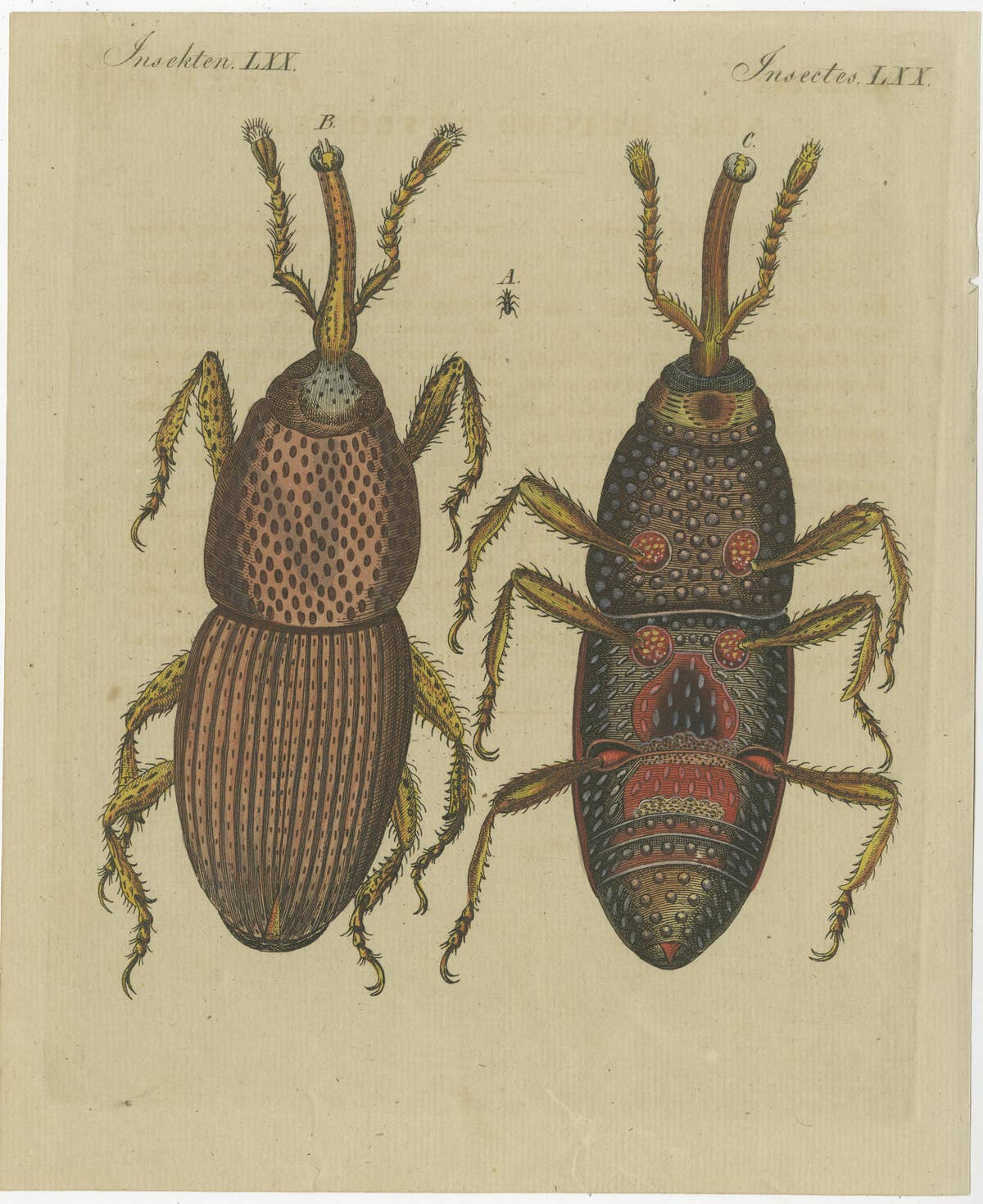 Set of 4 Antique Prints of Various Insects Including the Human Flea and Others
