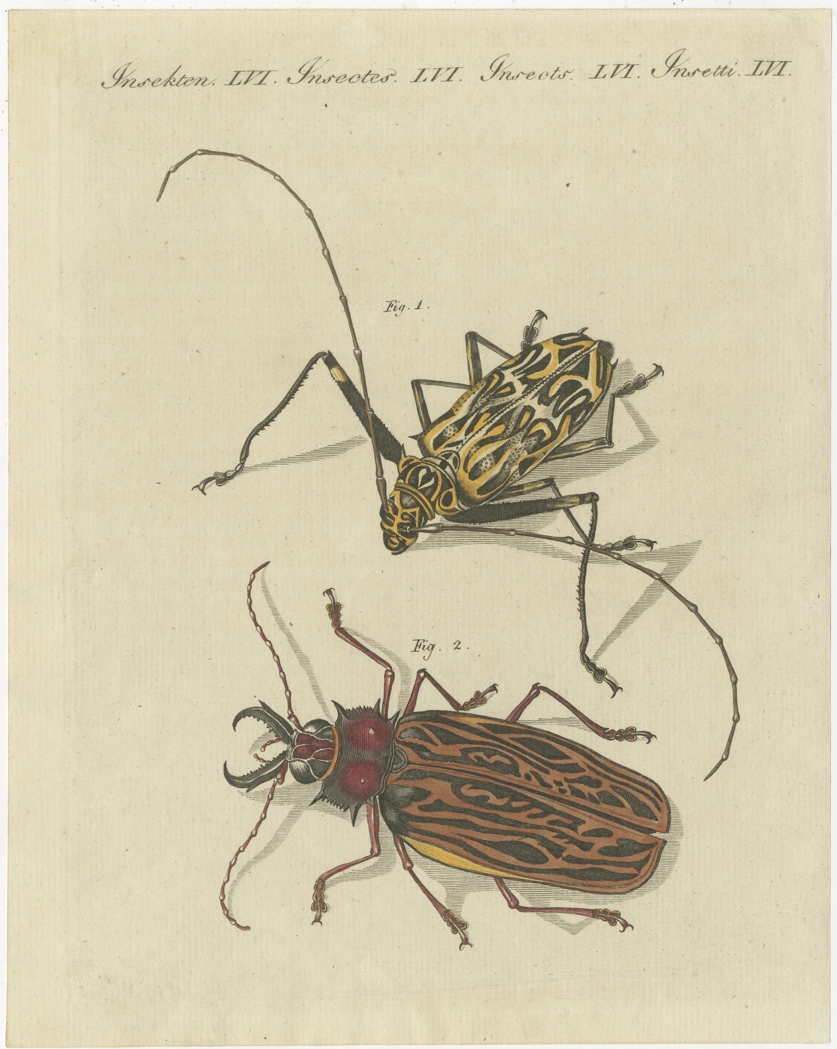 Set of 4 Antique Prints of Various Insects Including the Human Flea and Others In Good Condition For Sale In Langweer, NL