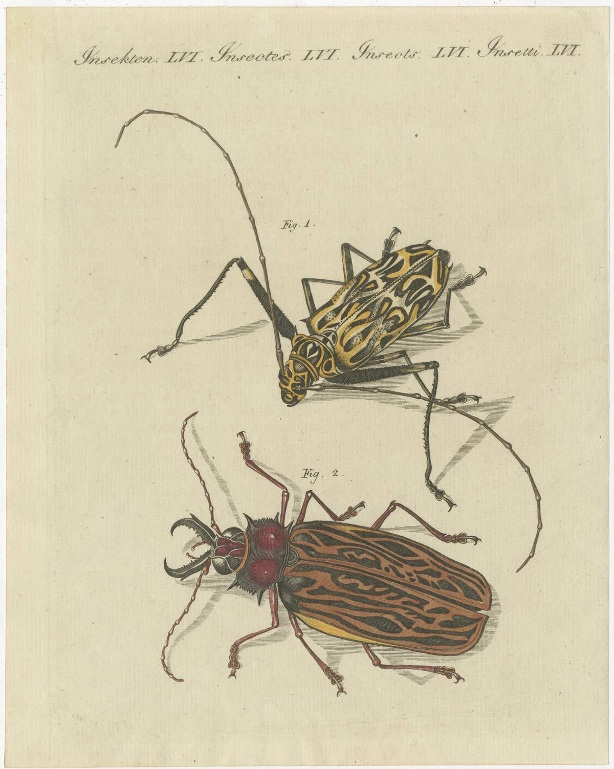 Set of 4 Antique Prints of Various Insects Including the Human Flea and Others