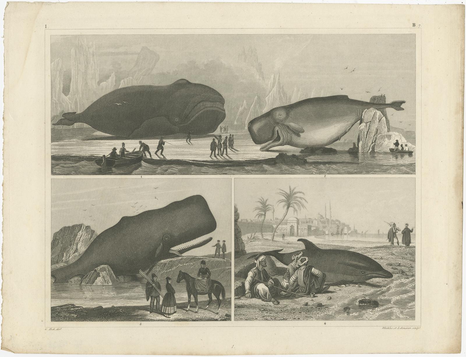 Set of four antique prints of various marine life and fossils. These prints originate from 'Bilder-Atlas zum Conversations-Lexikon' by Johann George Heck. Published circa 1850.