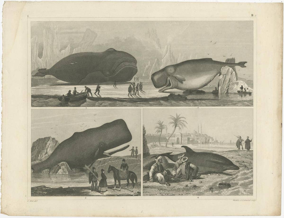 Set of 4 Antique Prints of various Marine Life and Fossils by Heck 'c.1850'