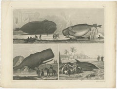 Set of 4 Antique Prints of various Marine Life and Fossils by Heck 'c.1850'
