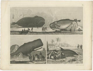 Set of 4 Antique Prints of various Marine Life and Fossils by Heck 'c.1850', view 2