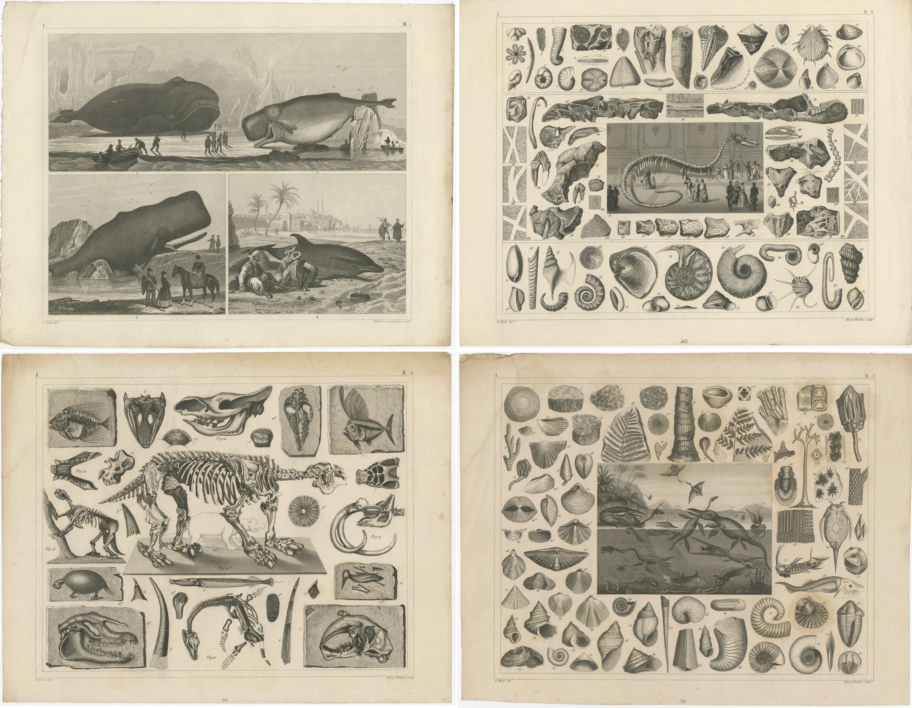 Set of 4 Antique Prints of various Marine Life and Fossils by Heck 'c.1850' In Fair Condition For Sale In Langweer, NL