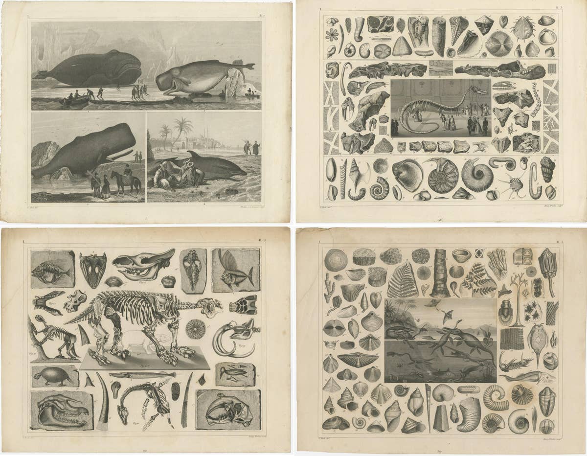 Set of 4 Antique Prints of various Marine Life and Fossils by Heck 'c.1850'